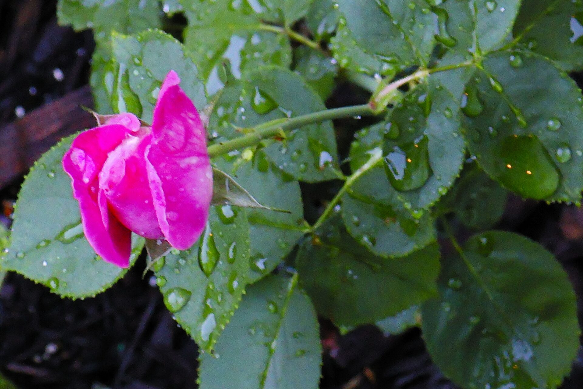 Rose