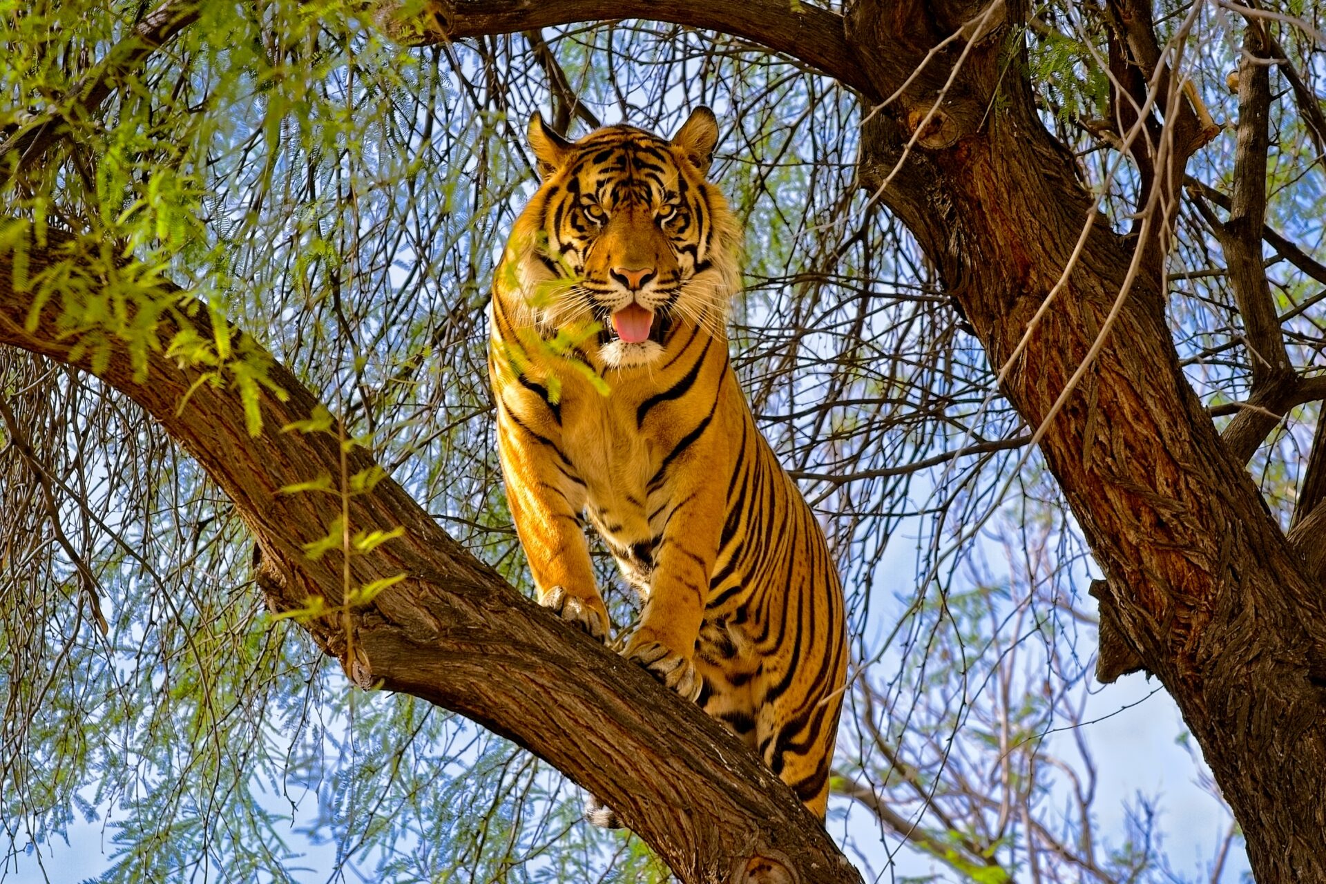Sumatran Kitty
