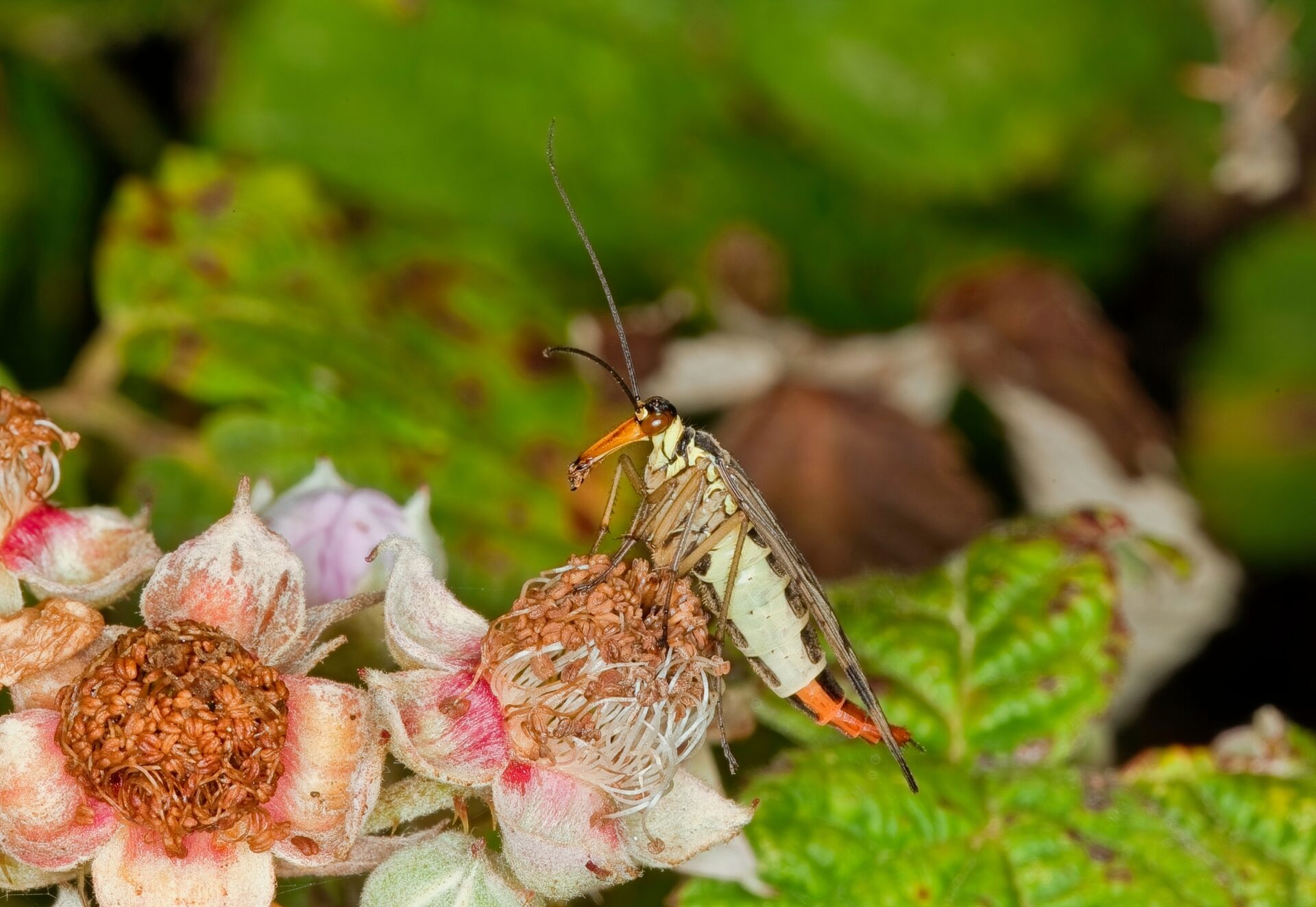 Scorpion Fly