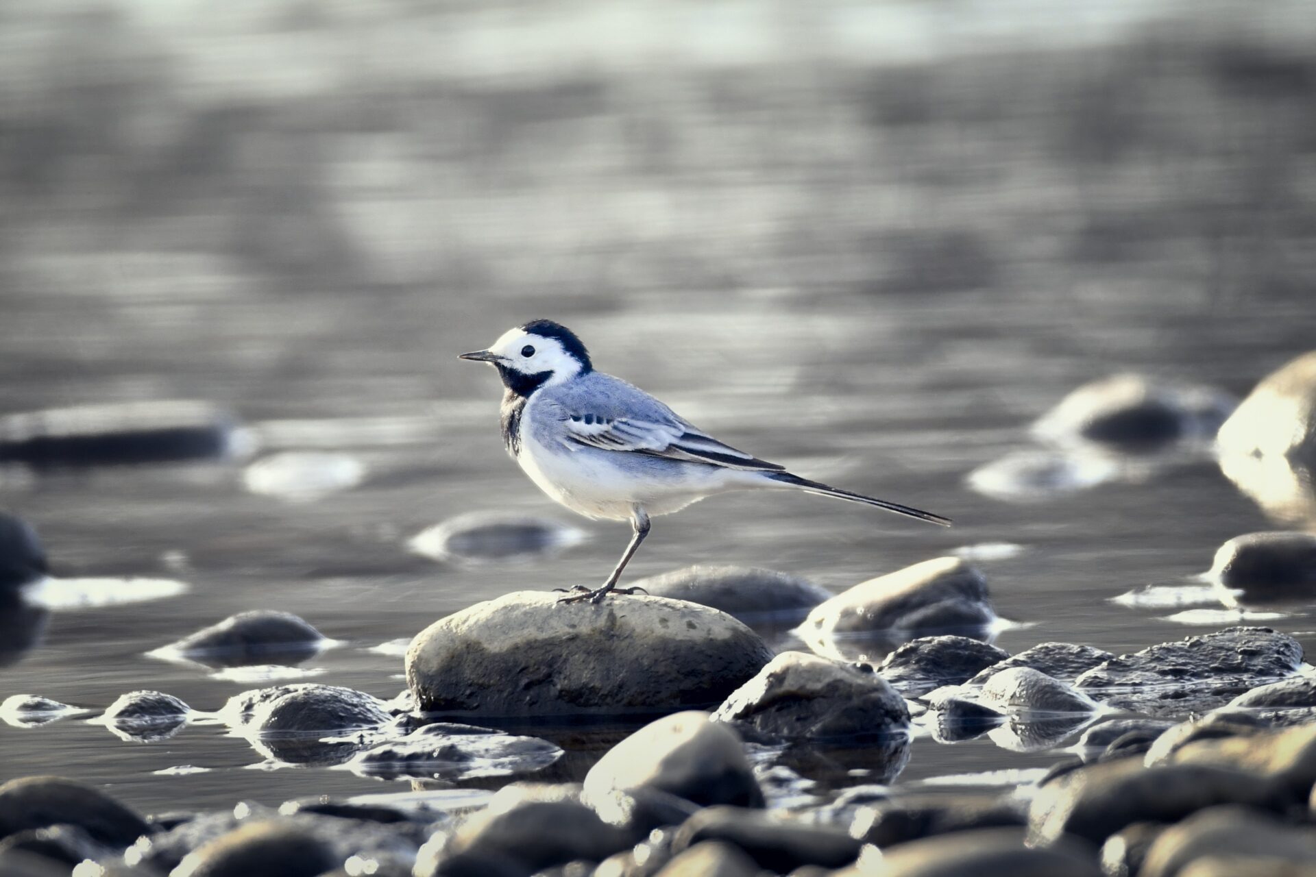 Wagtail at the River’s Edge