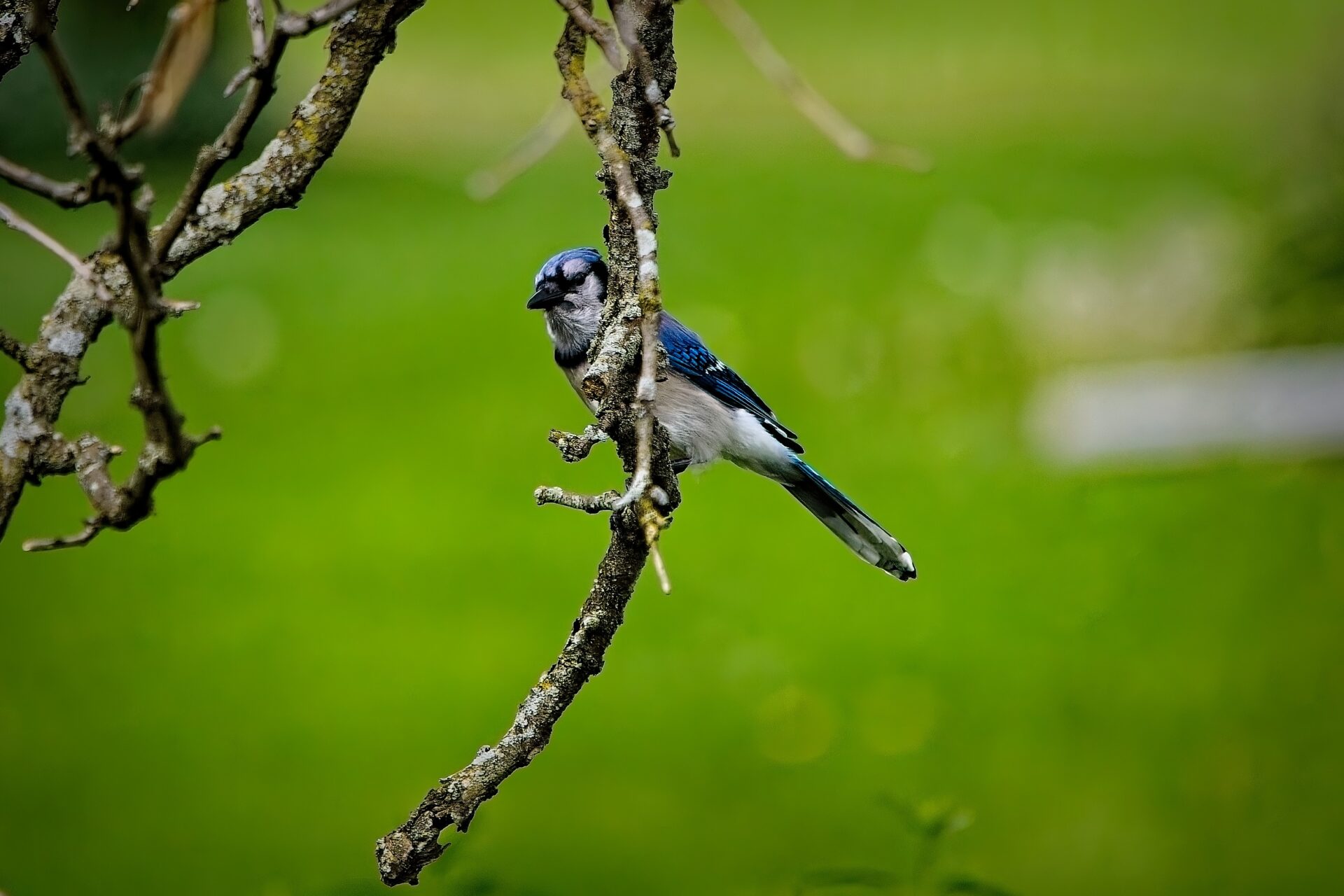 Backyard Blue Jay