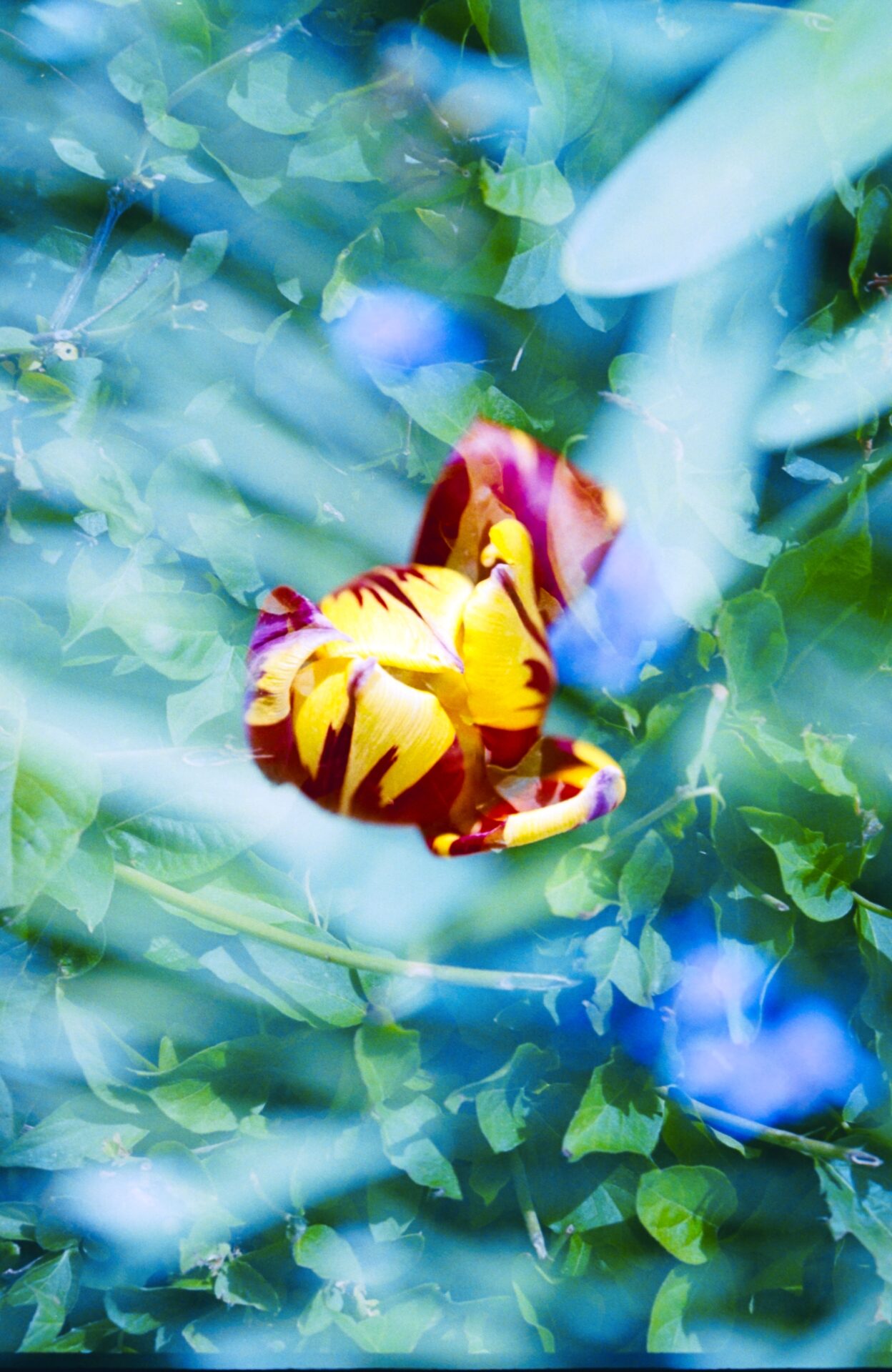 Bloom and Hedge