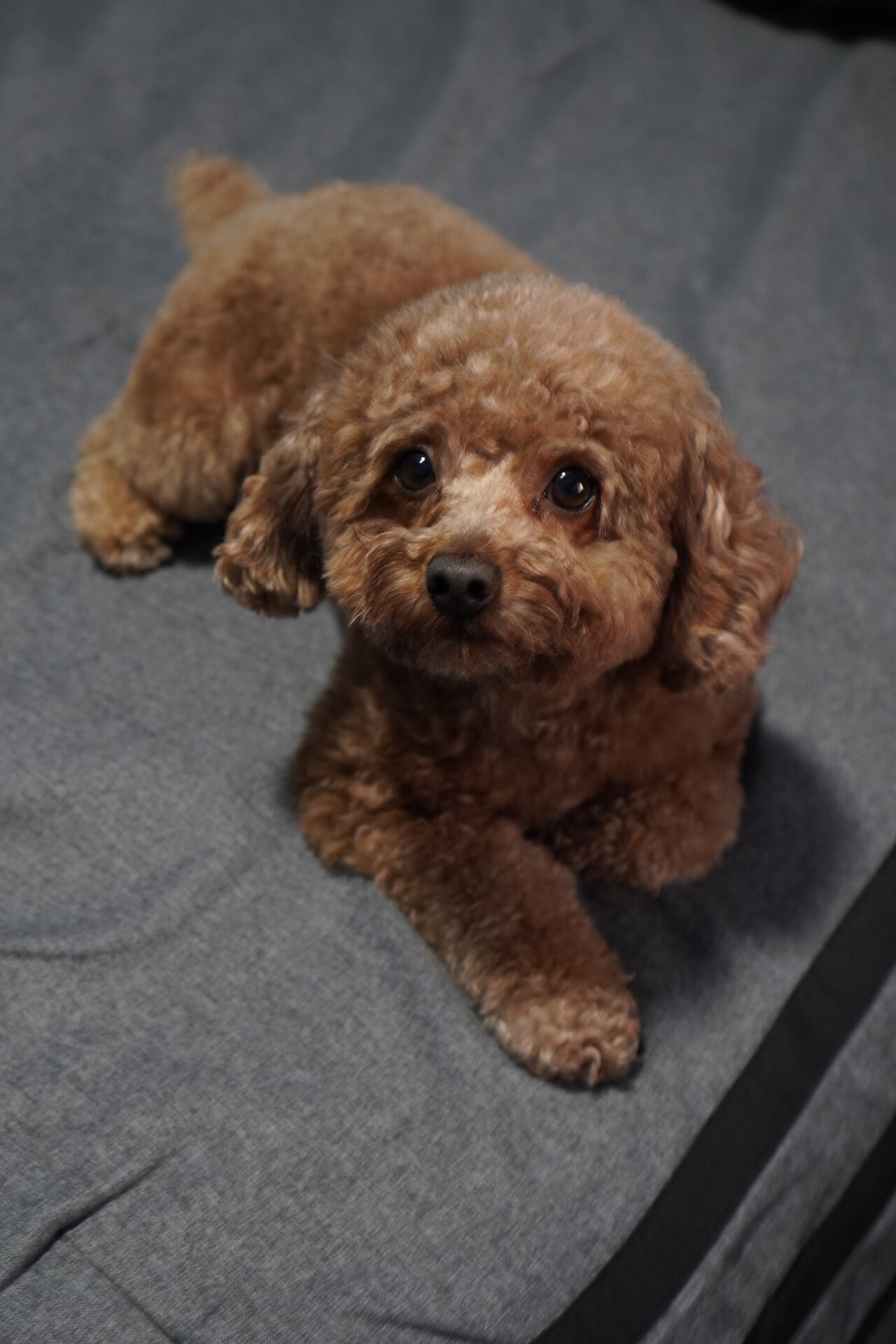 Toy Poodle