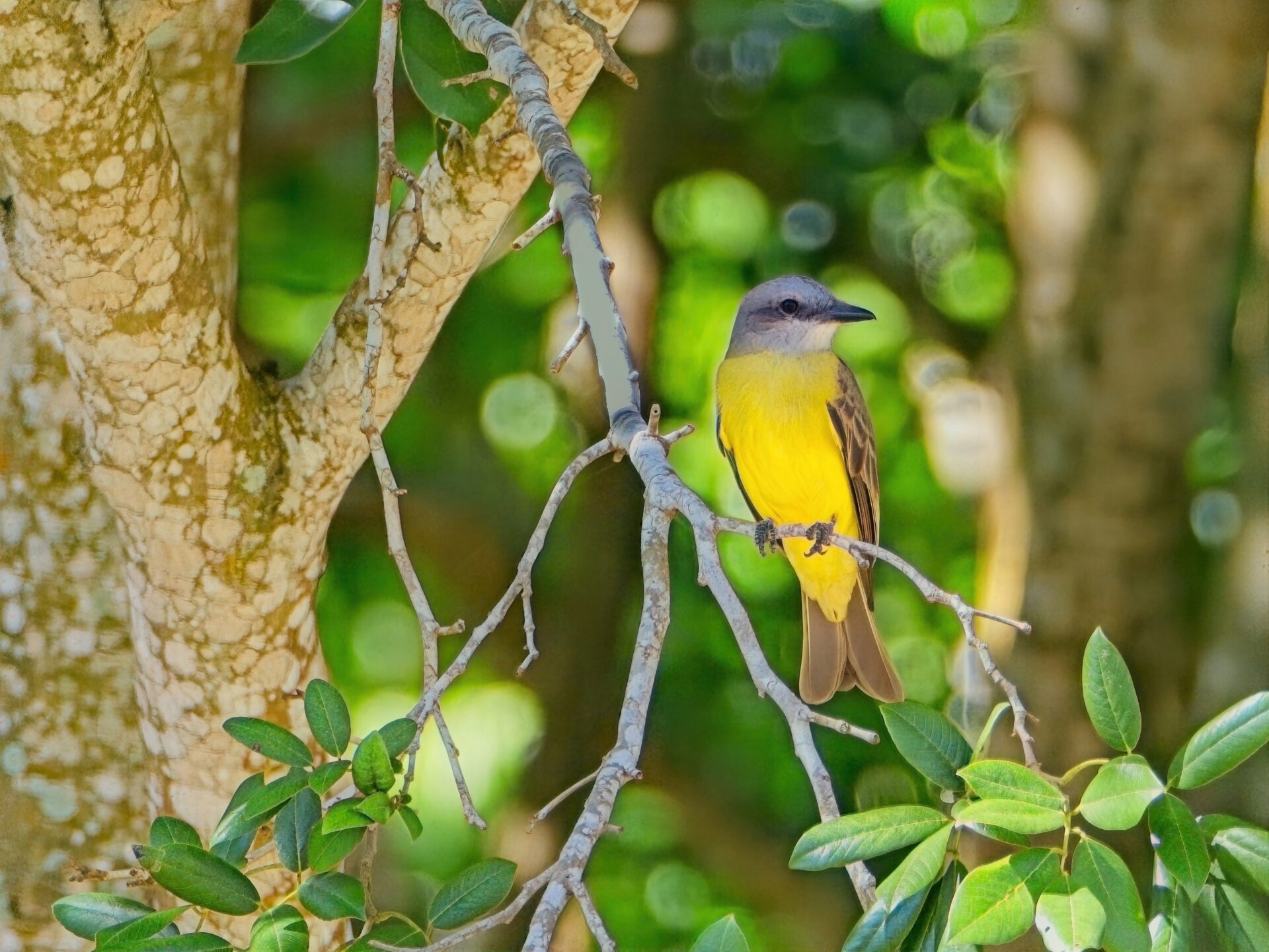 Tropical Kingbird in Izamal, Yucatan, Mexico 4Dec2025