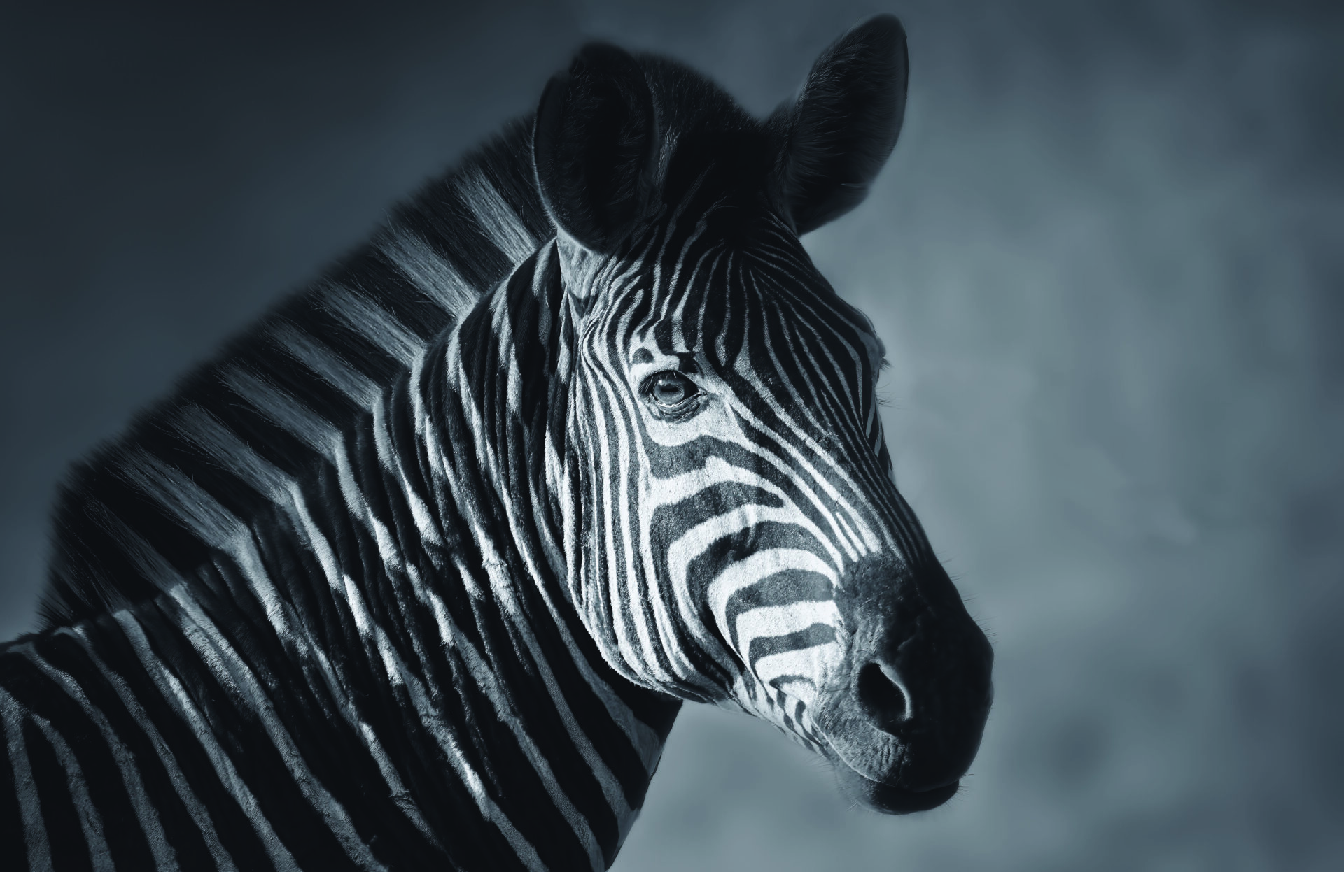 Zebra portrait