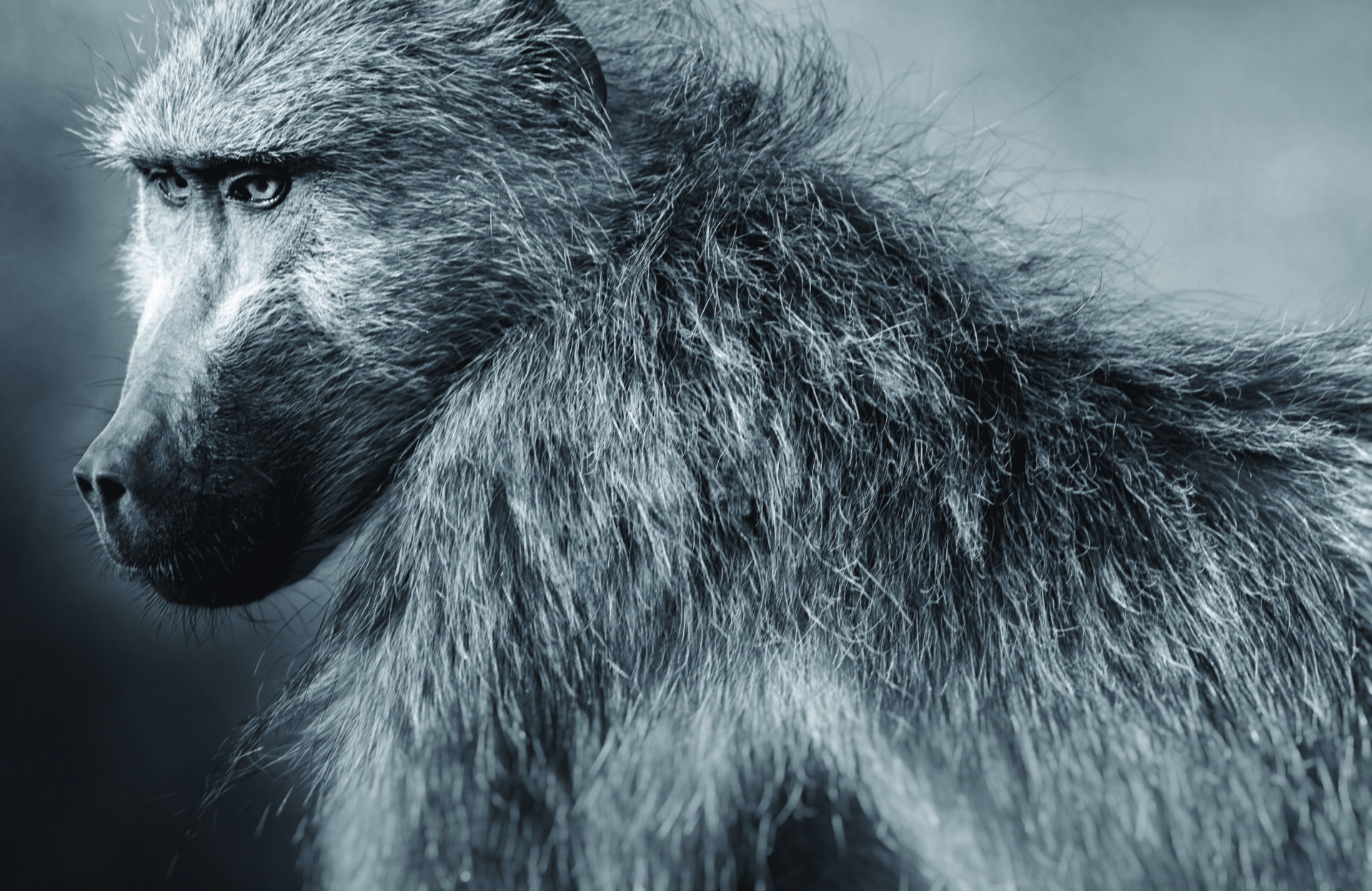 Chacma baboon portrait