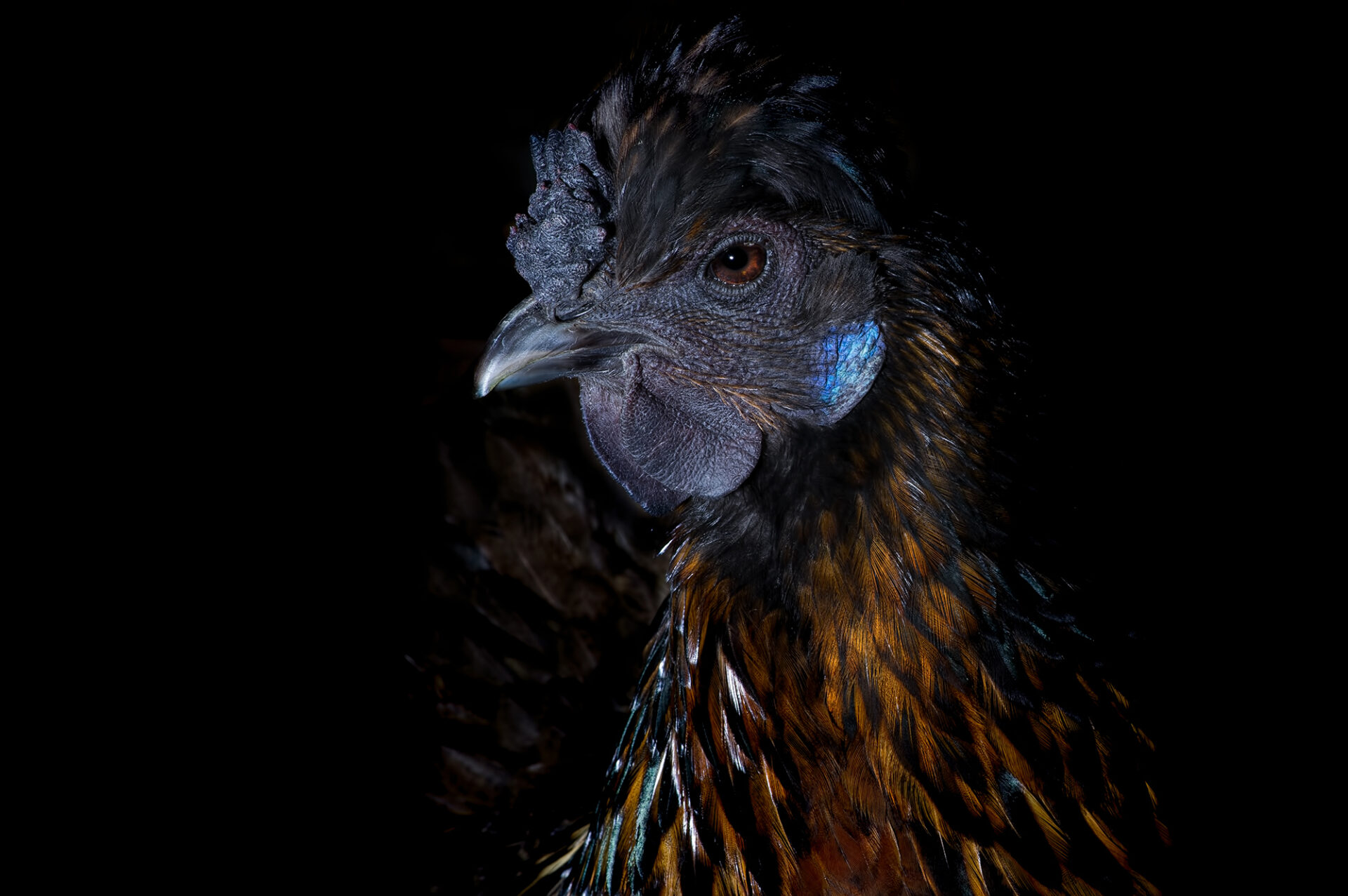 Bartholomew