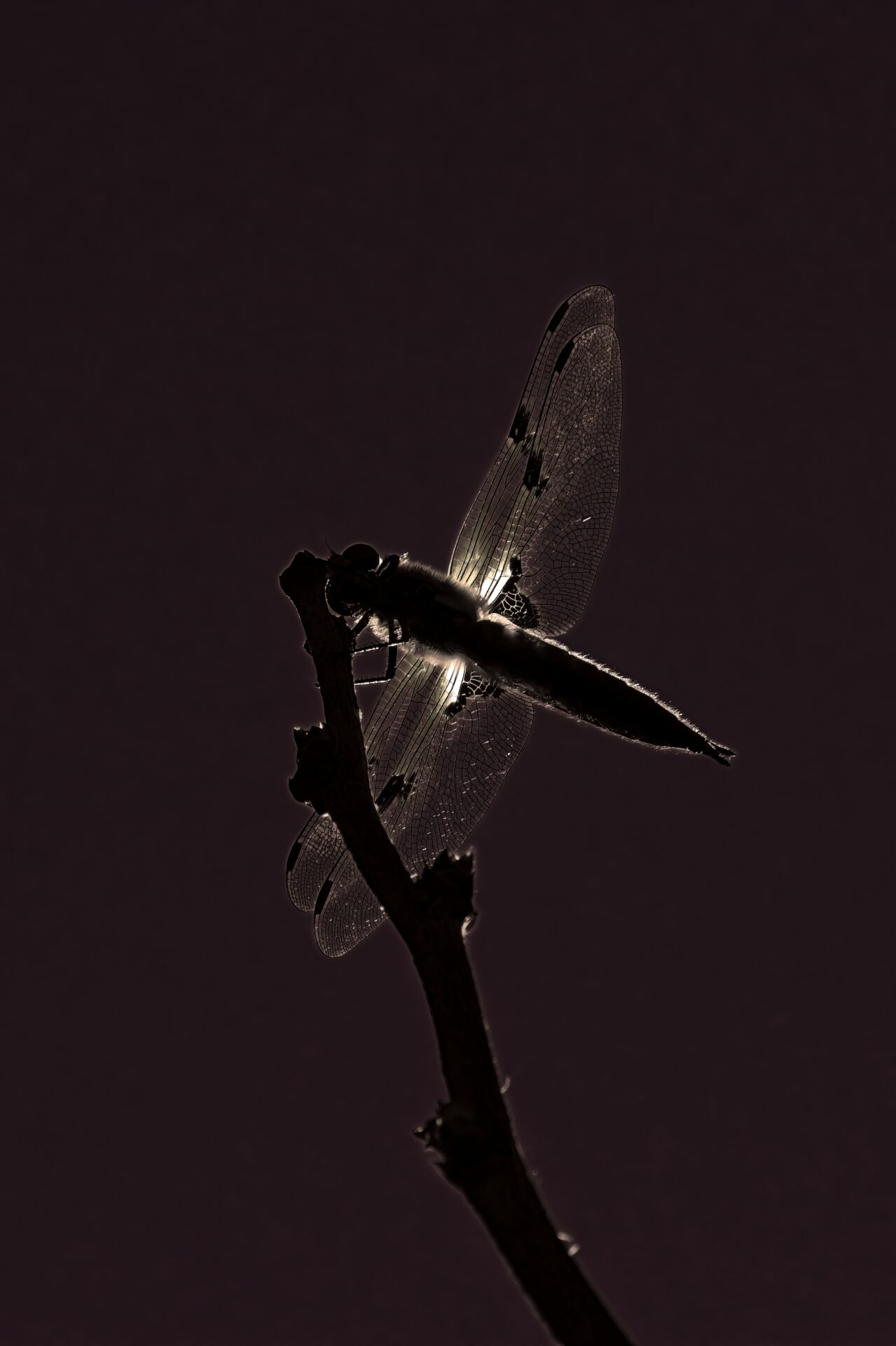 Four-spotted-chaser