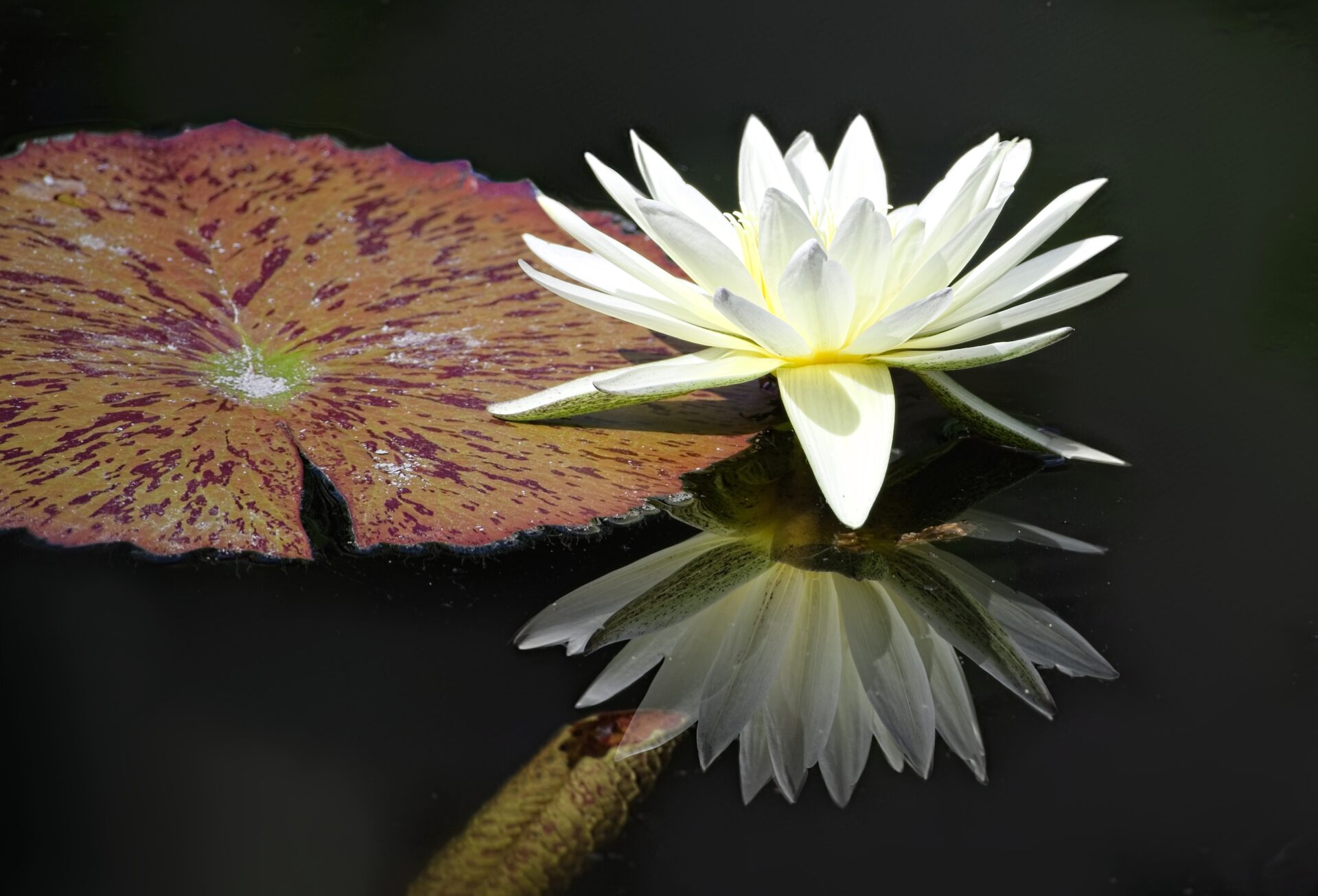 Water Lily Reflection