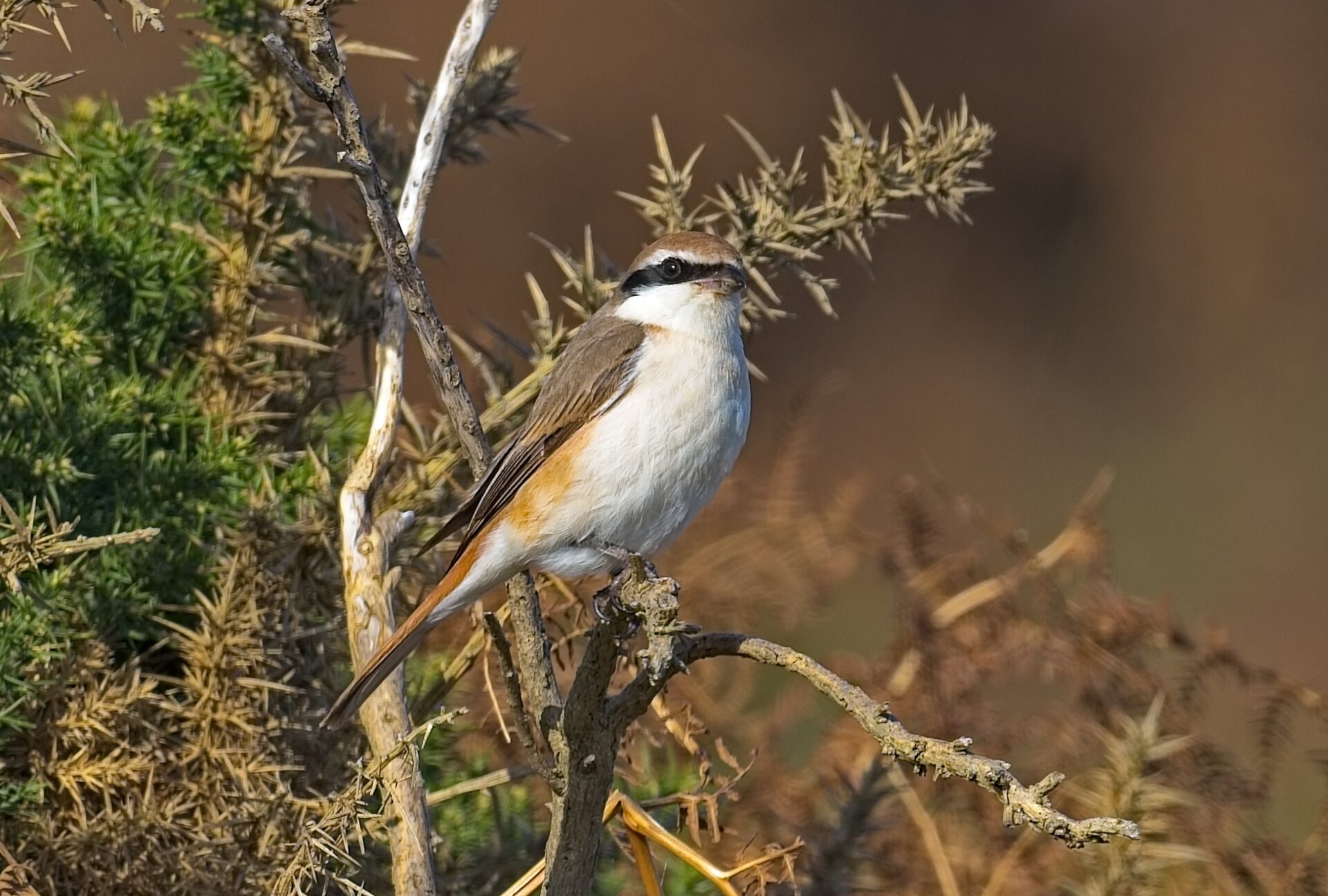 Turkestan Shrike