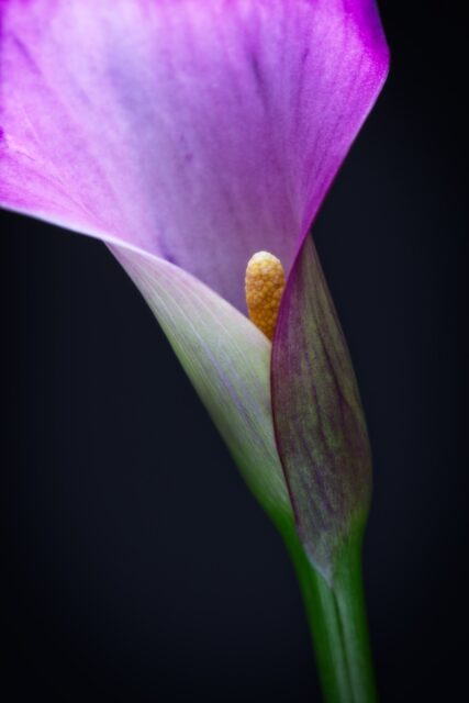 Purple calla lily still life photograph taken in a home studio