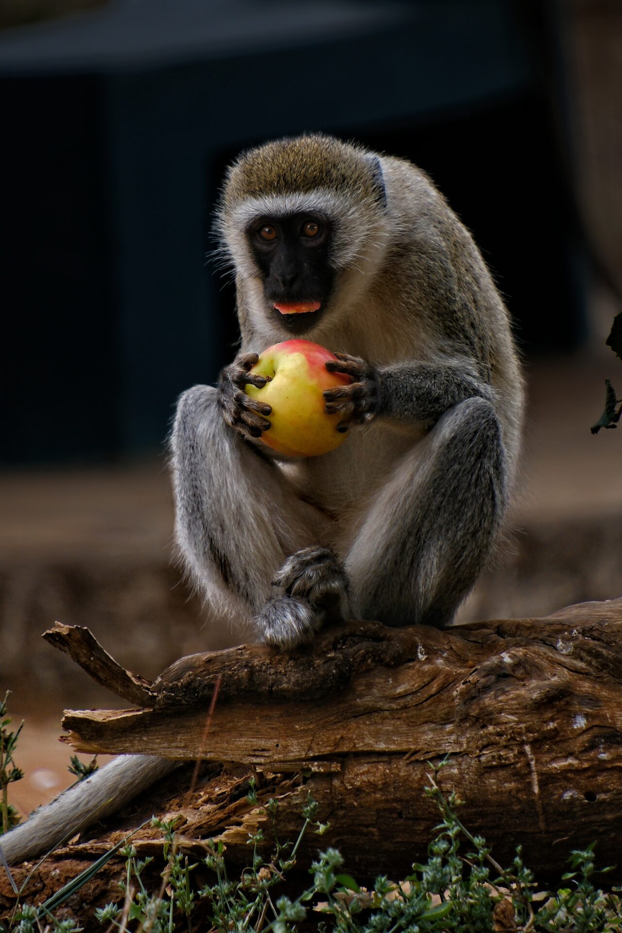 Monkey likes apple