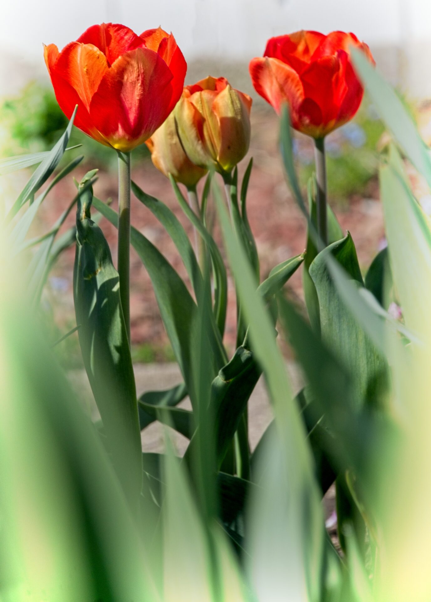 Tip Toe Through the Tulips