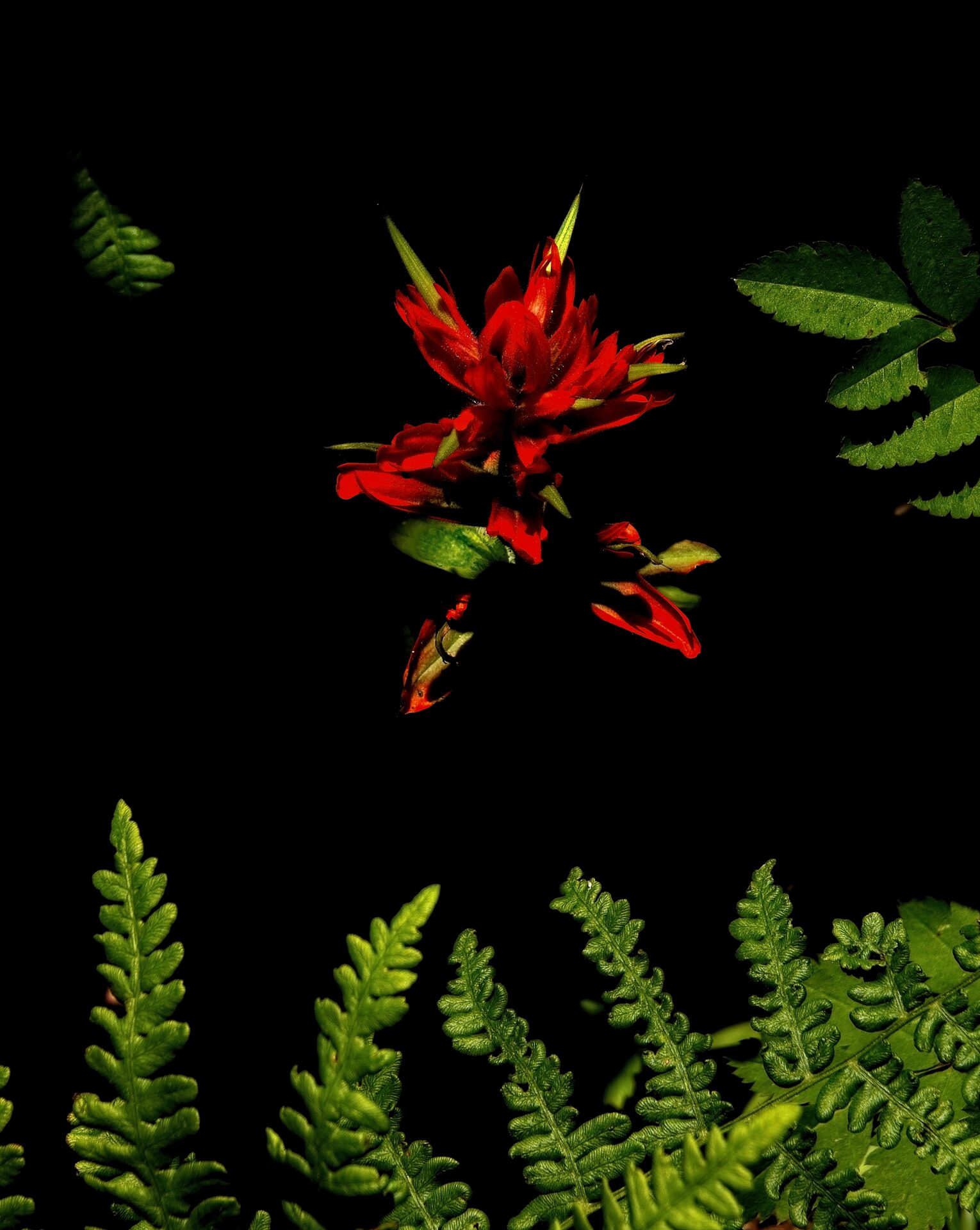 Paintbrush. Carl Clark