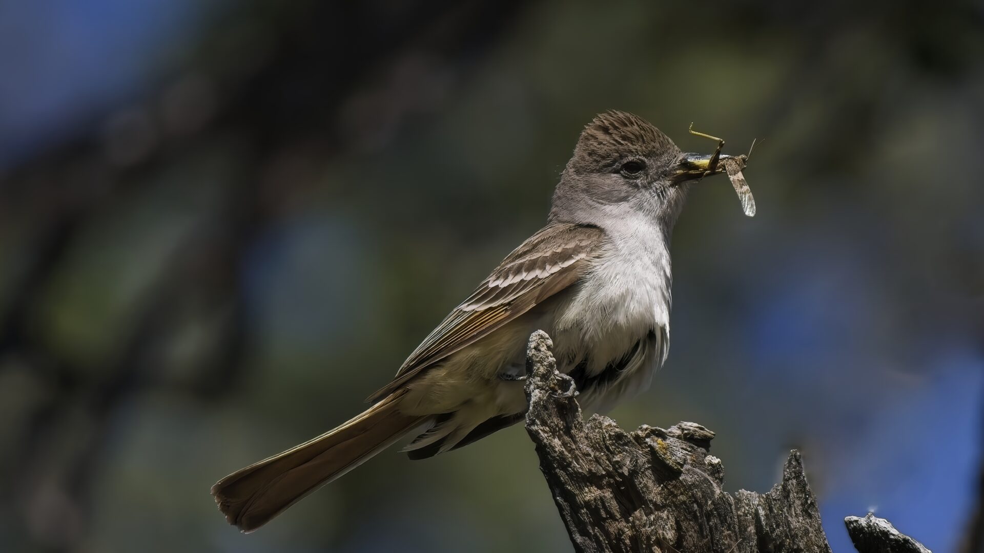 Ash-throated Flycatcher with prey