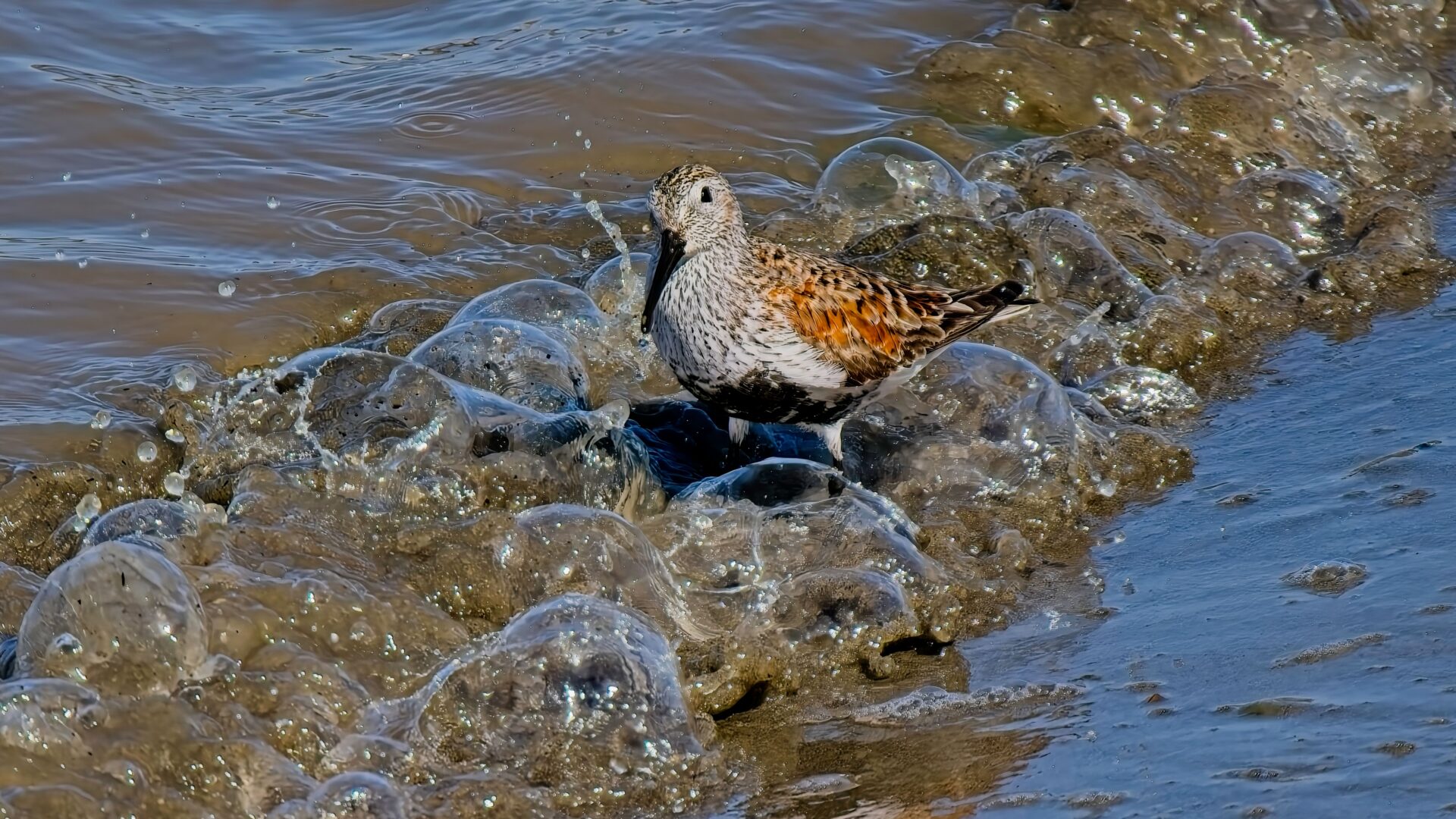 Dunlin in the bubbles
