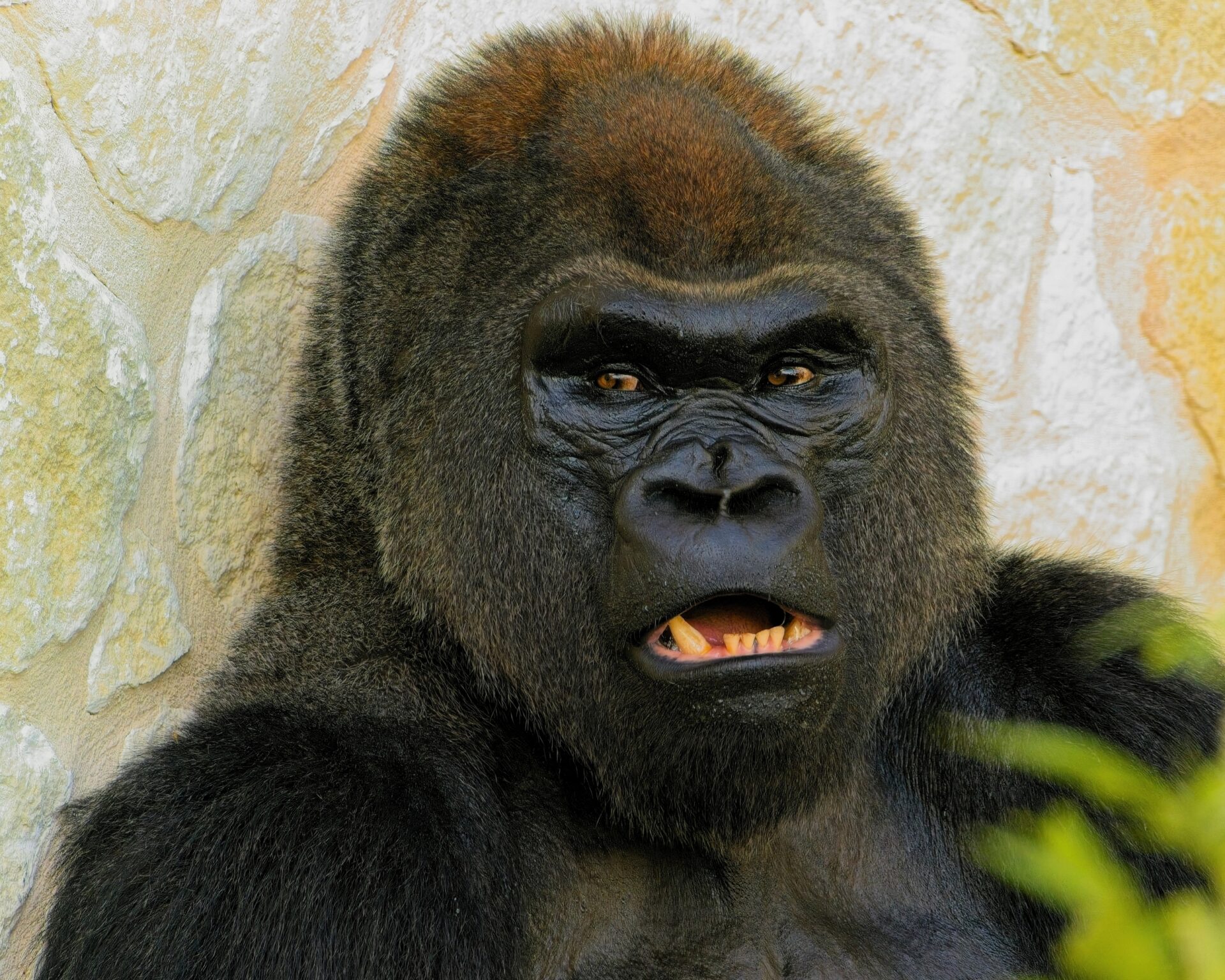 Kengani the Gorilla at the SA Zoo 31May2026
