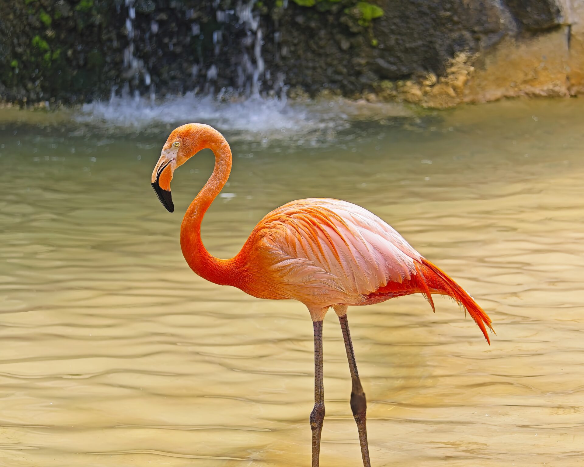 Flamingo Falls at SA Zoo 31May2026