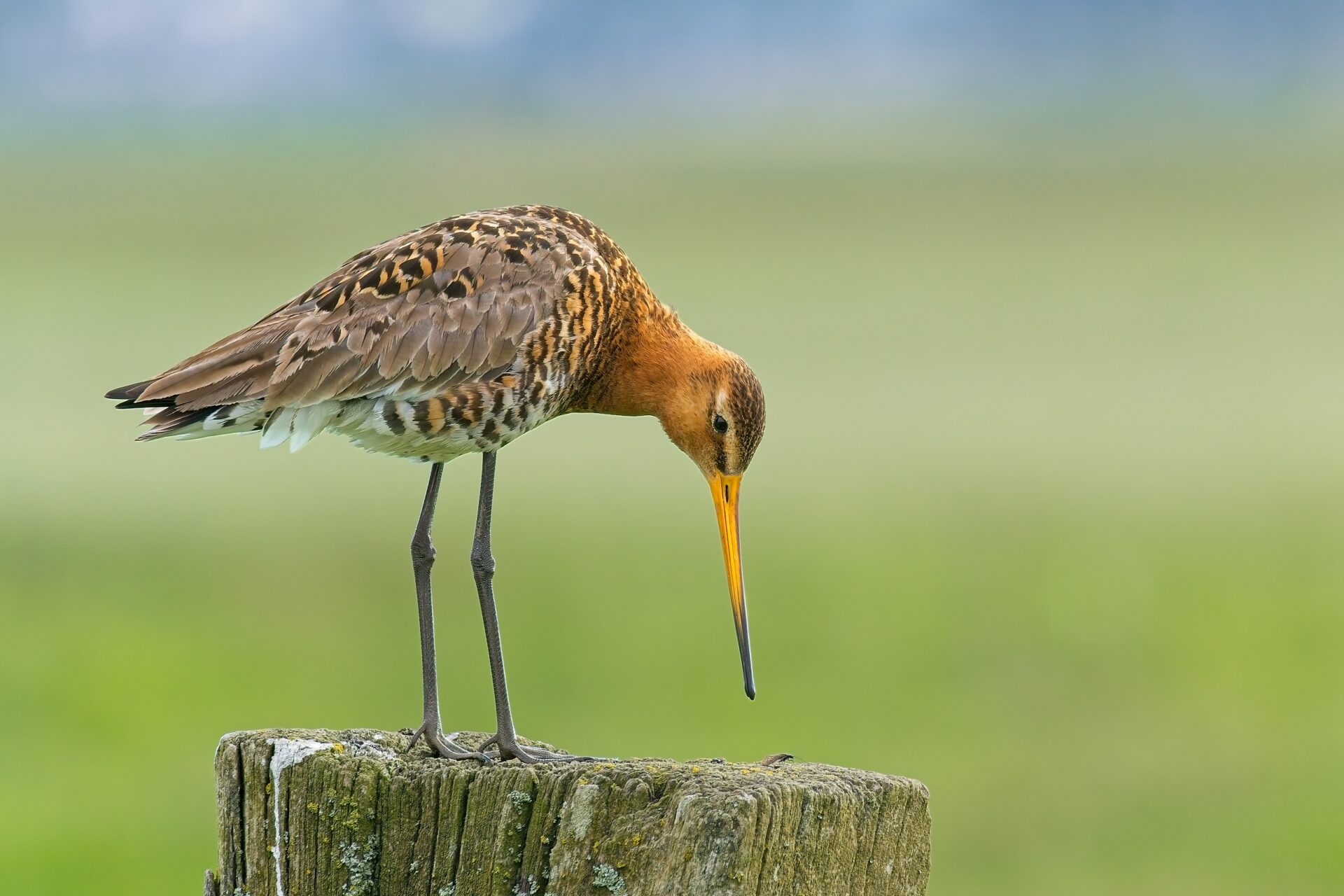 Godwit staring at a fly