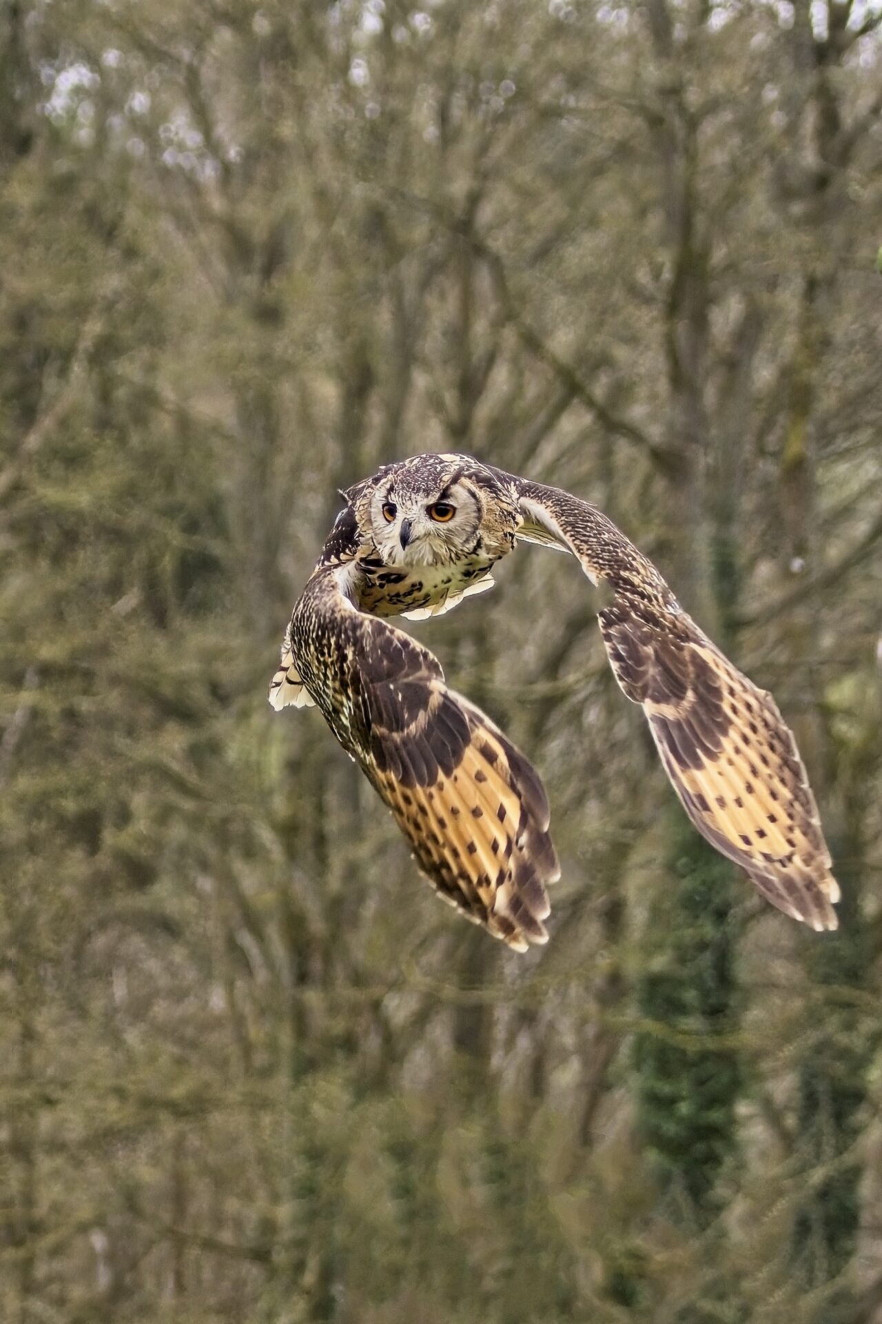 Eurasian eagle owl