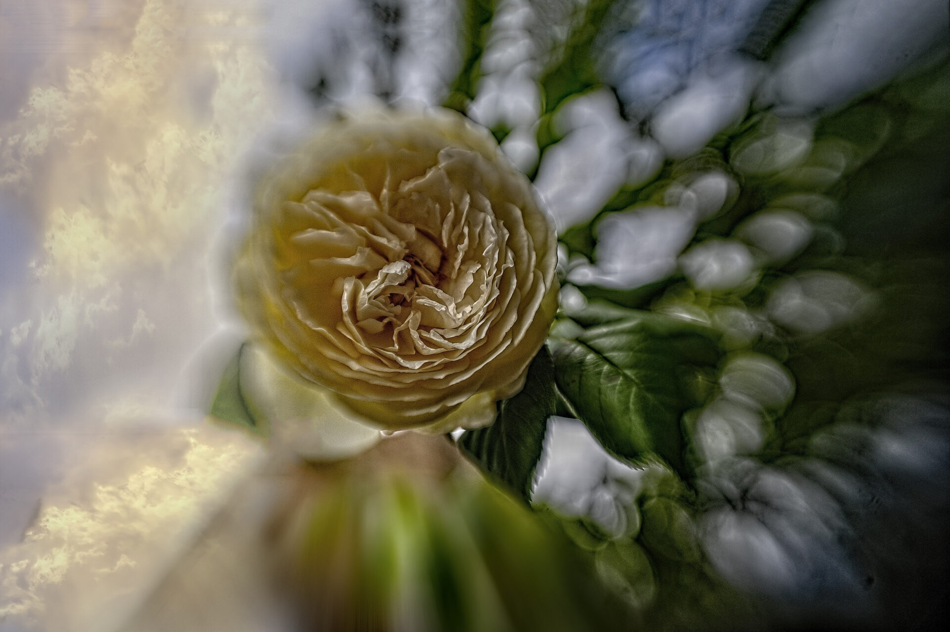 Rose Claire Austen, sunburst bokeh.