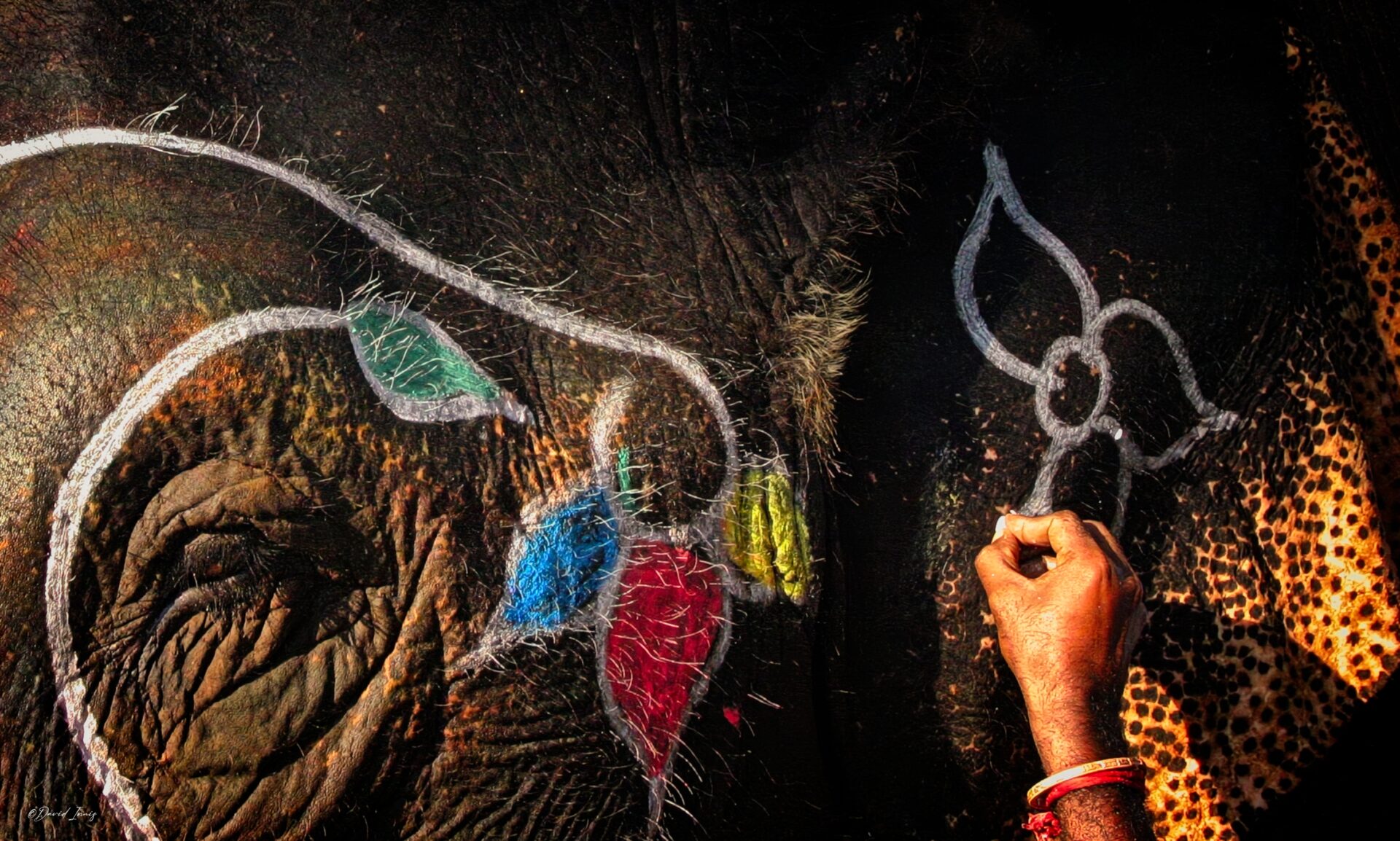 Elephant Makeover