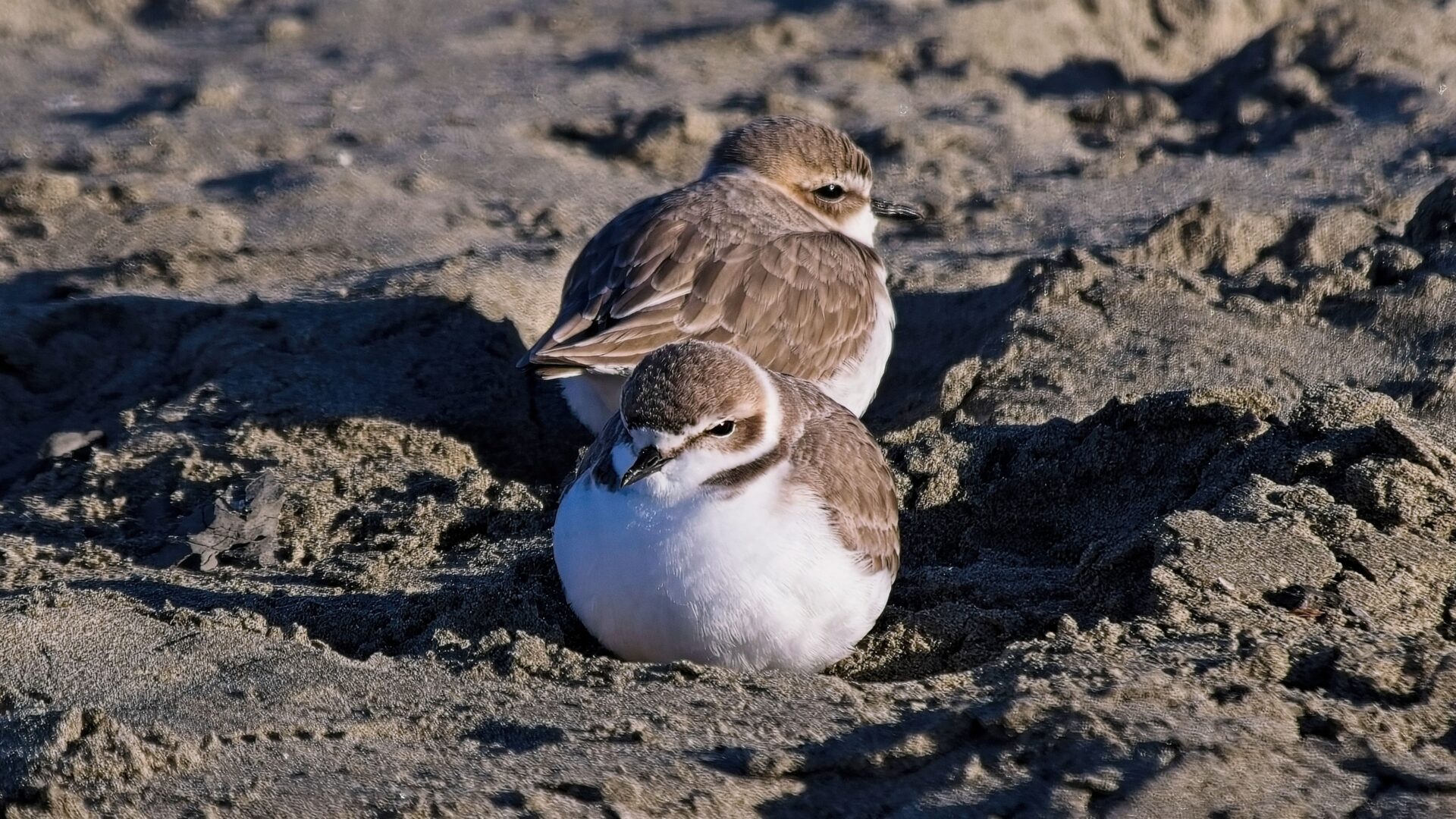 Snowy Plovers resting