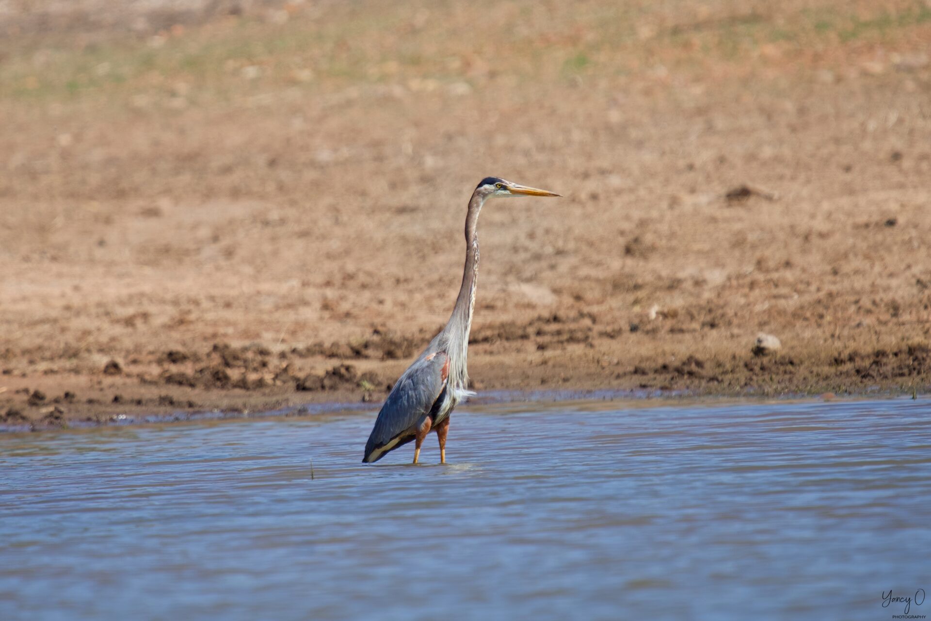 Great Blue Heron Fools Hollow