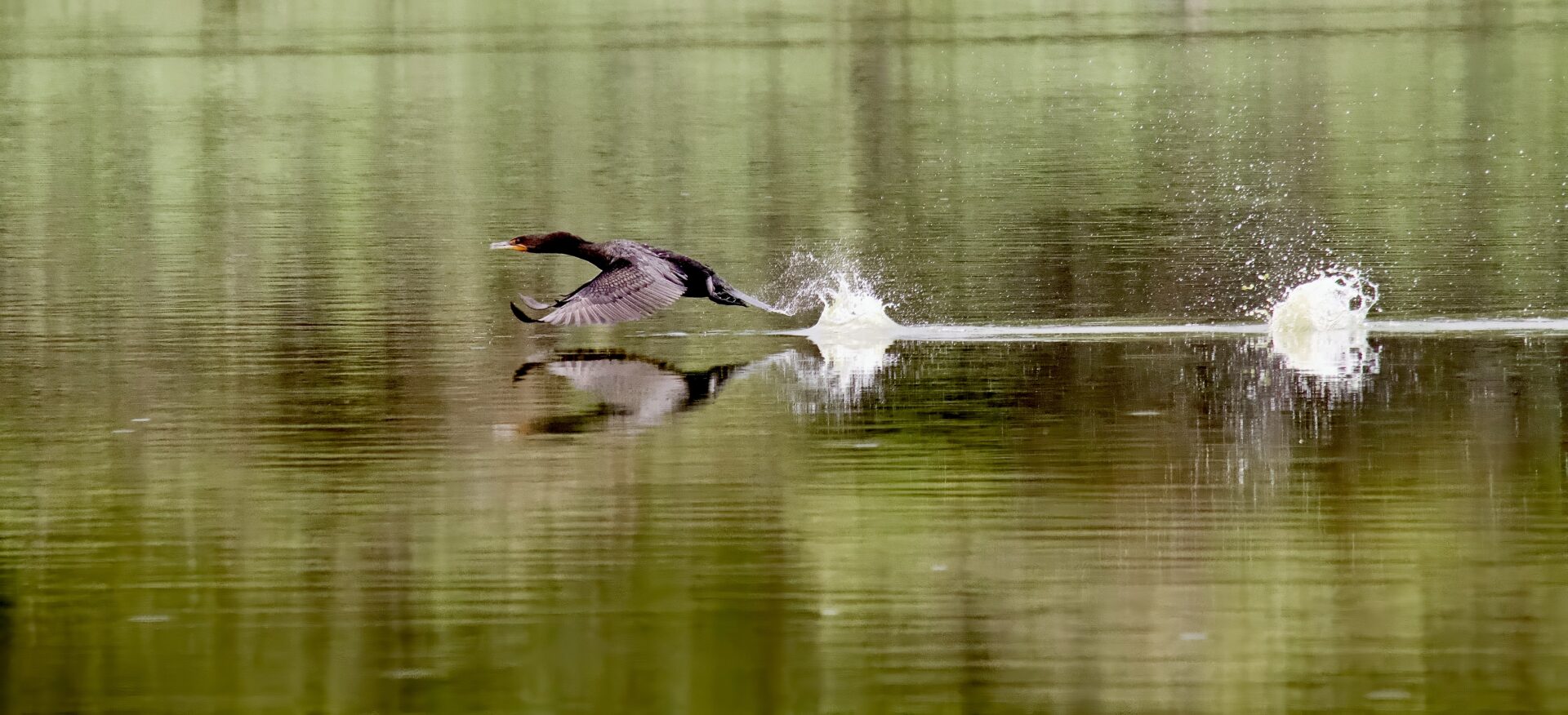 Cormorant take off…