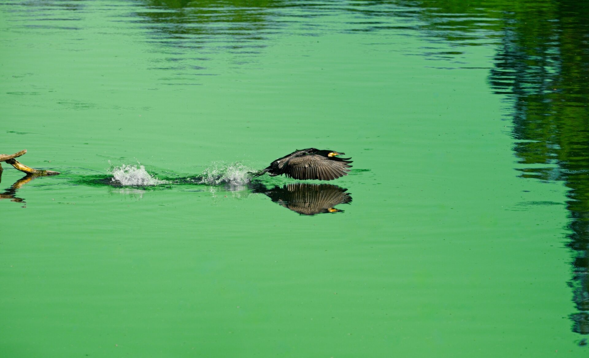 Cormorant taking off from the water