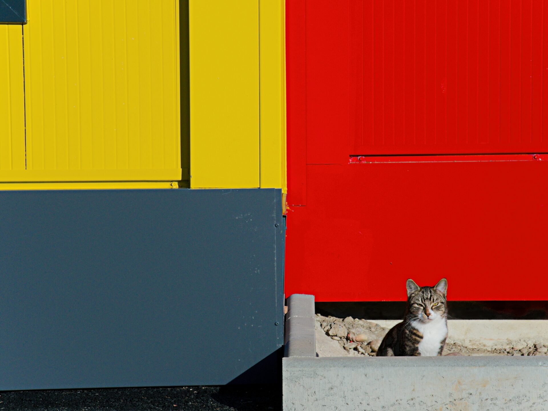 Chat du Cheshire ON1