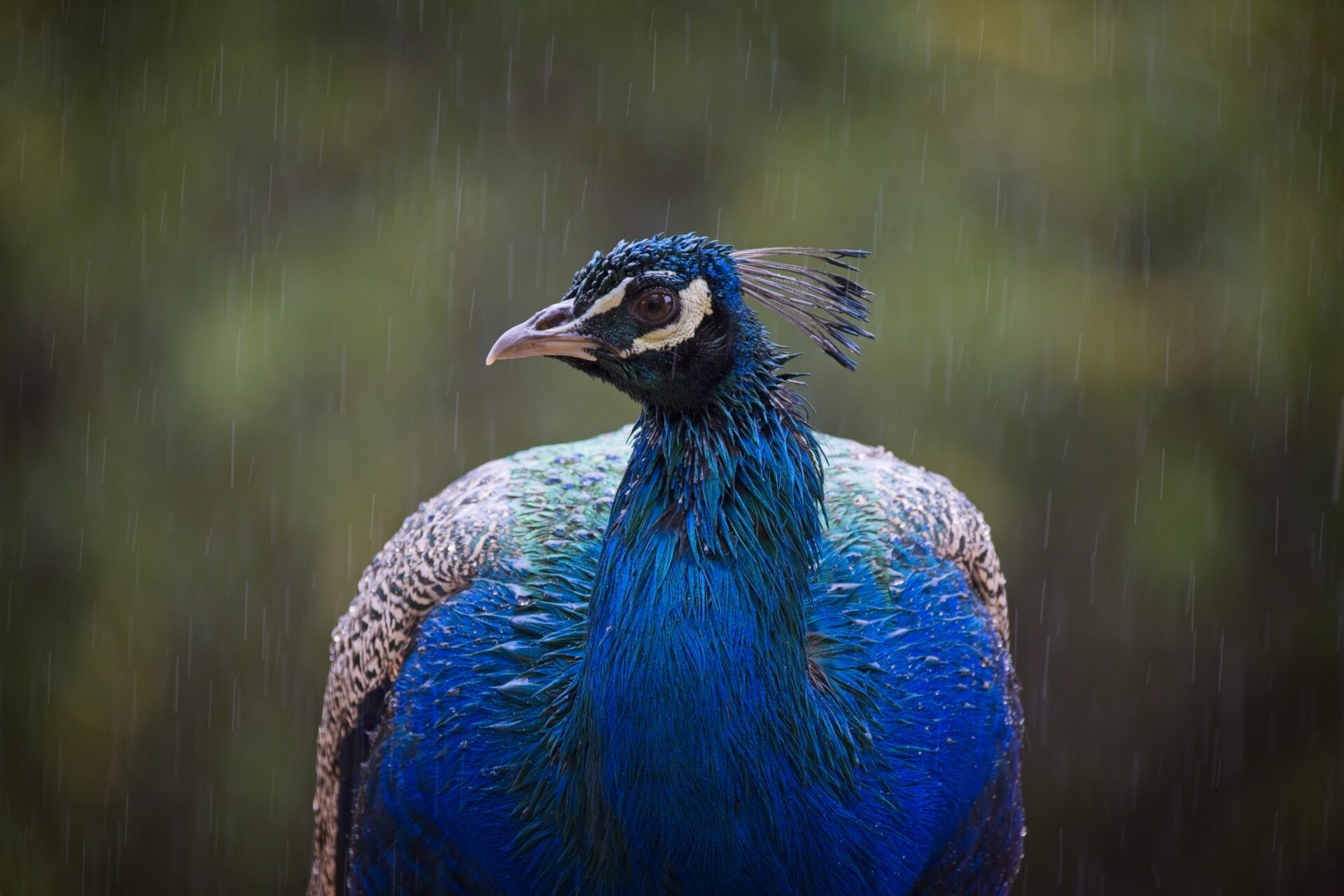 Moody bird