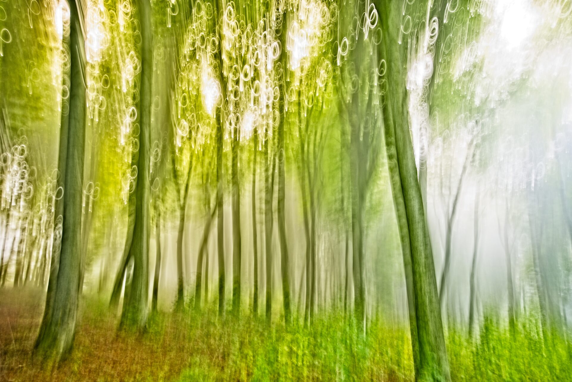 Bewegter Wald im Nebel