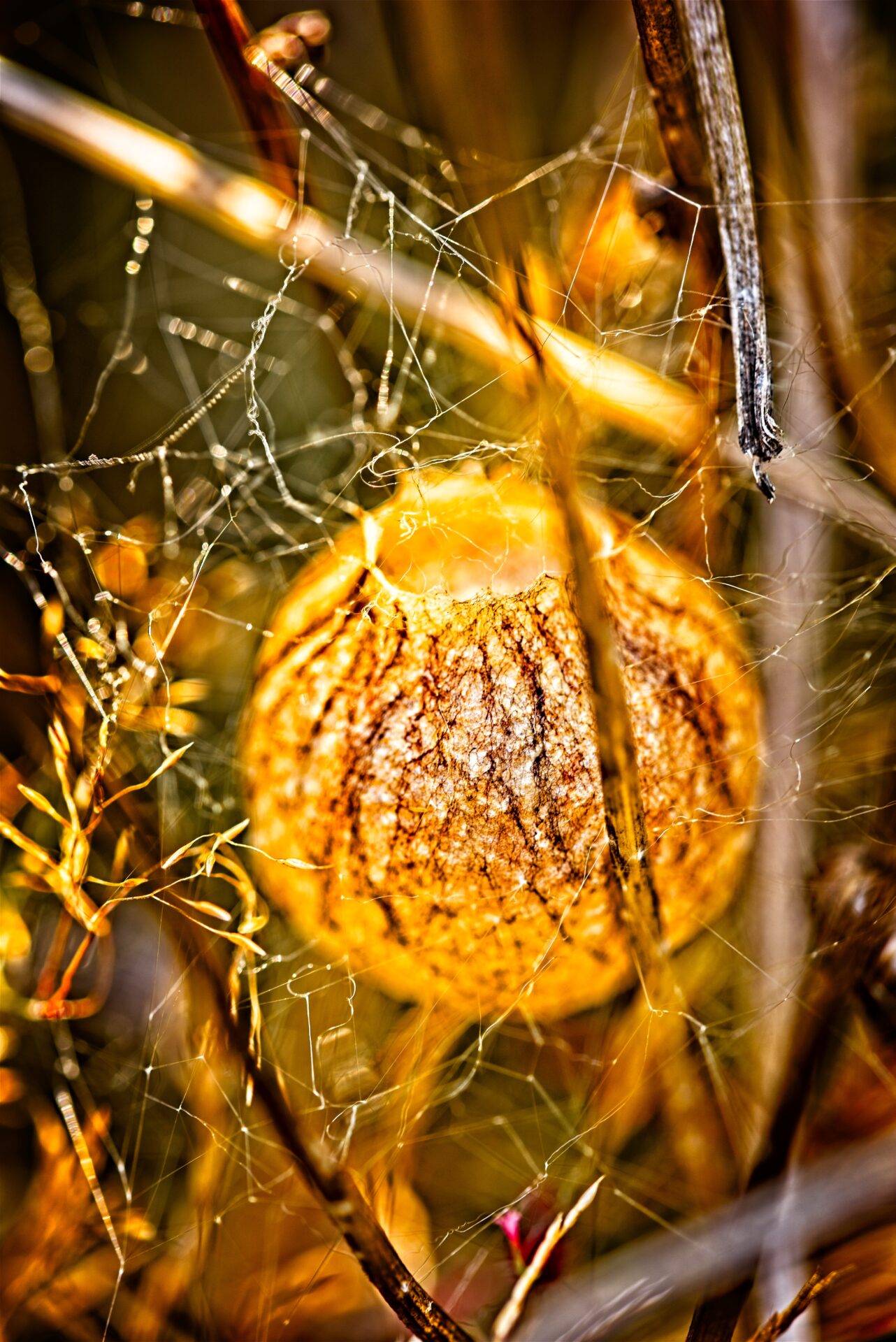 Ein “Leuchten” im Garten