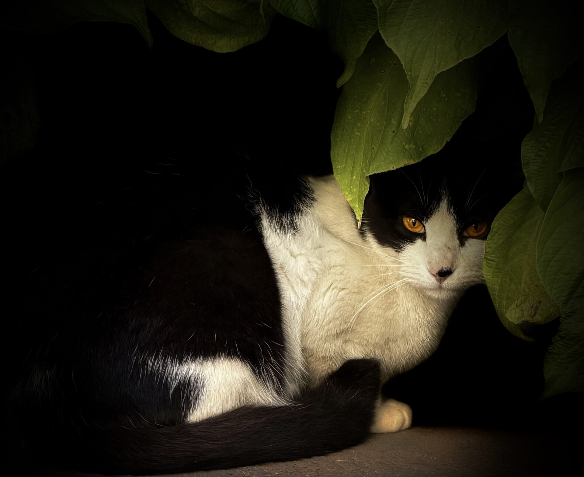 The Watcher