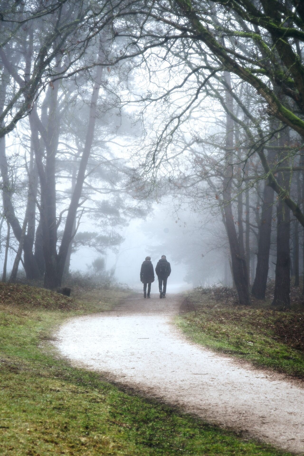 A Misty Forrest Walk