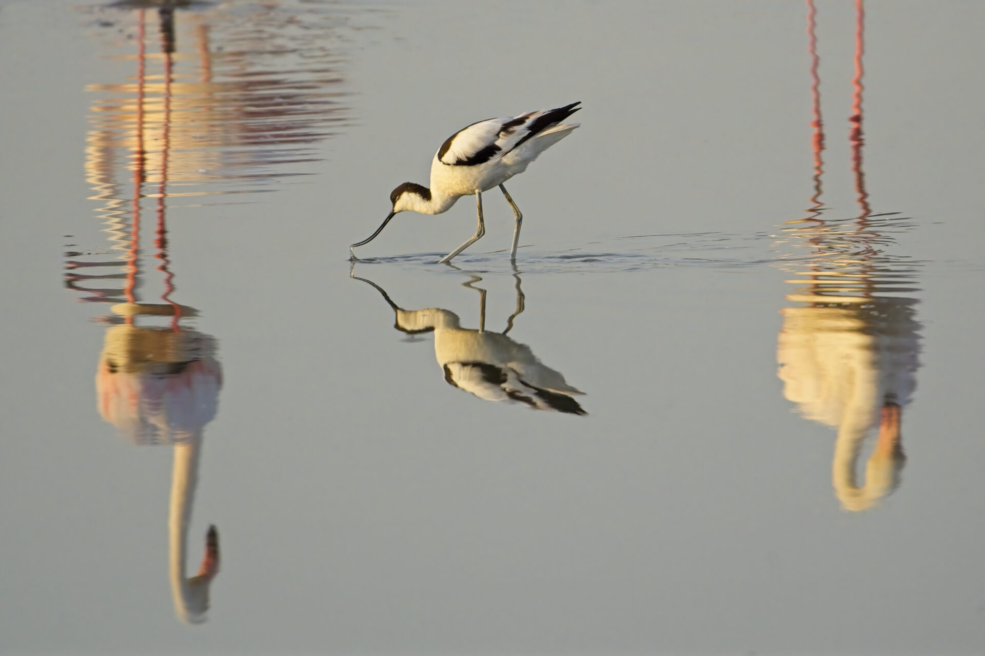 Avocet and Flamingoes
