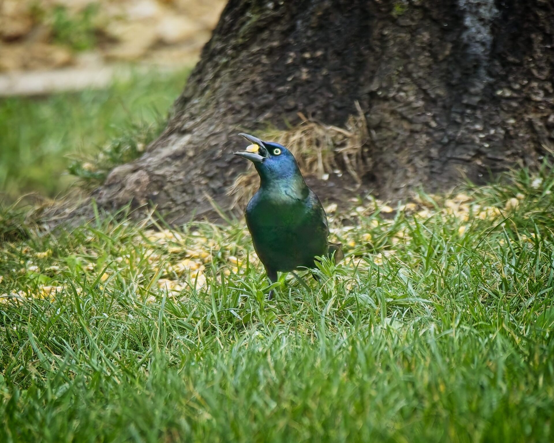 Backyard Treasure.