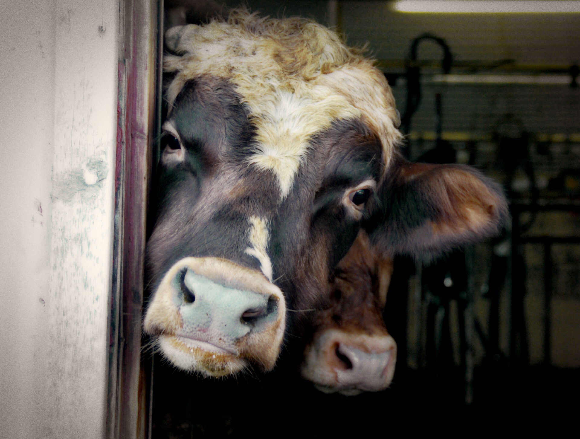 Cows
