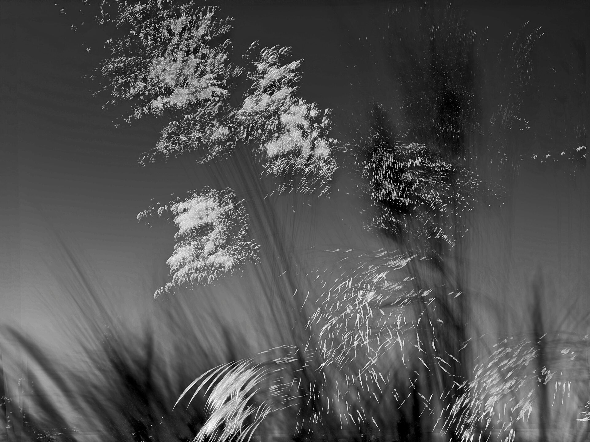 White grass