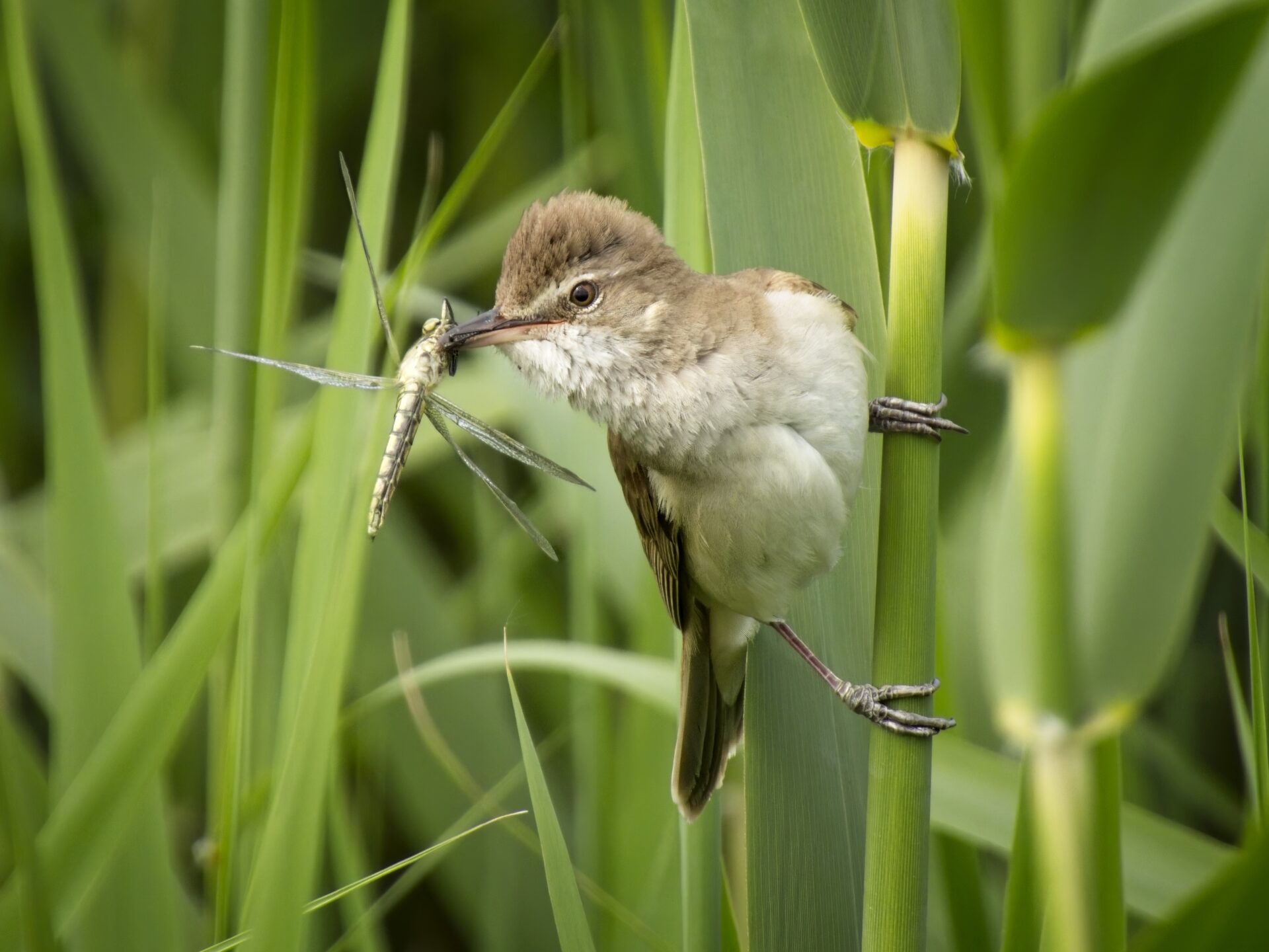 Great reed warbler with a dragonfly