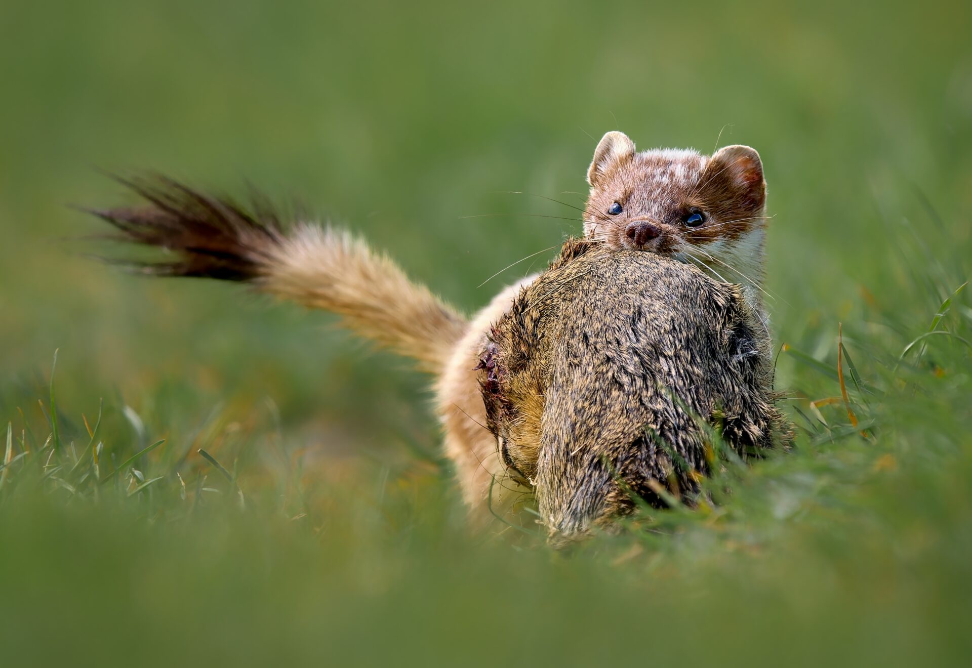 Small but Mighty