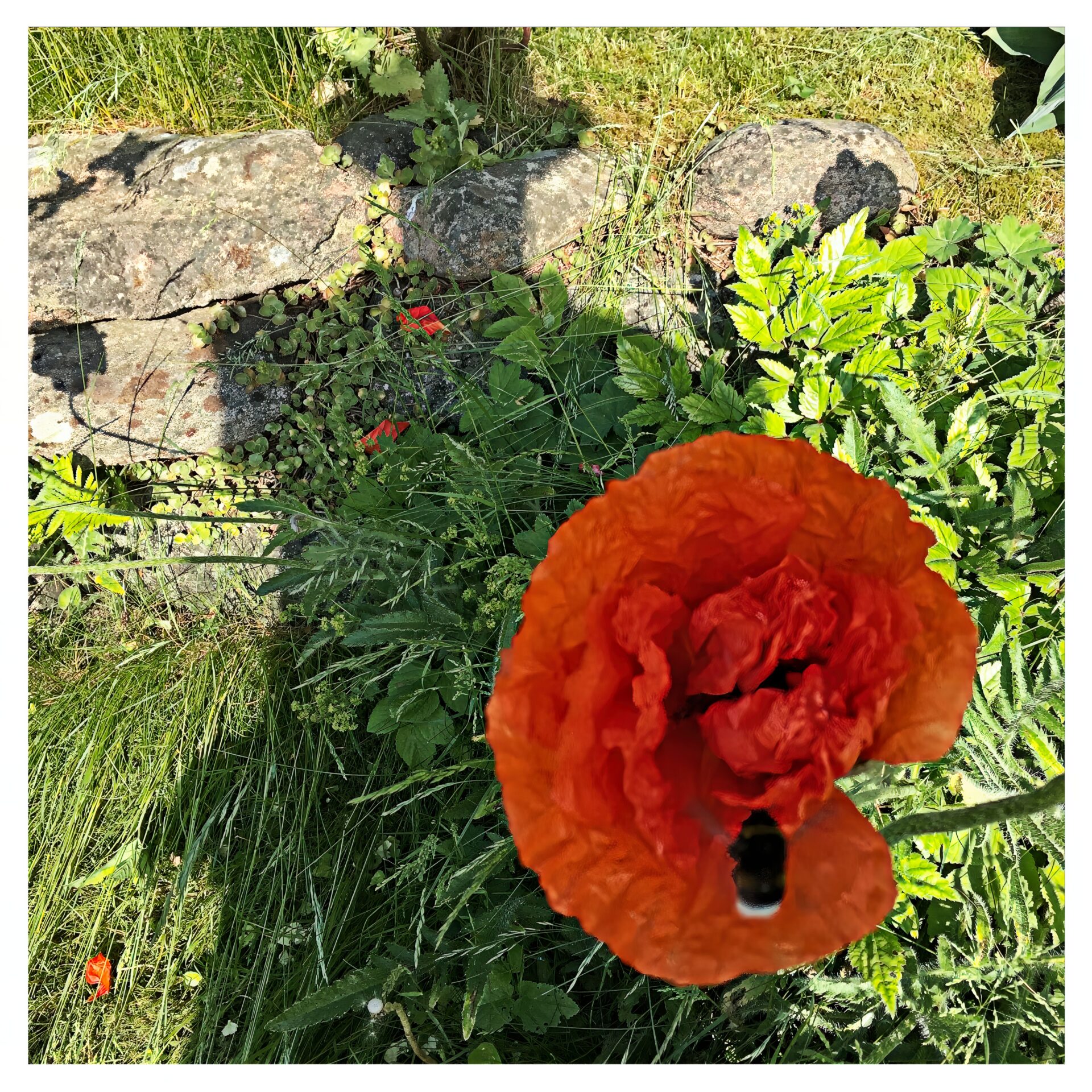 shadowflower