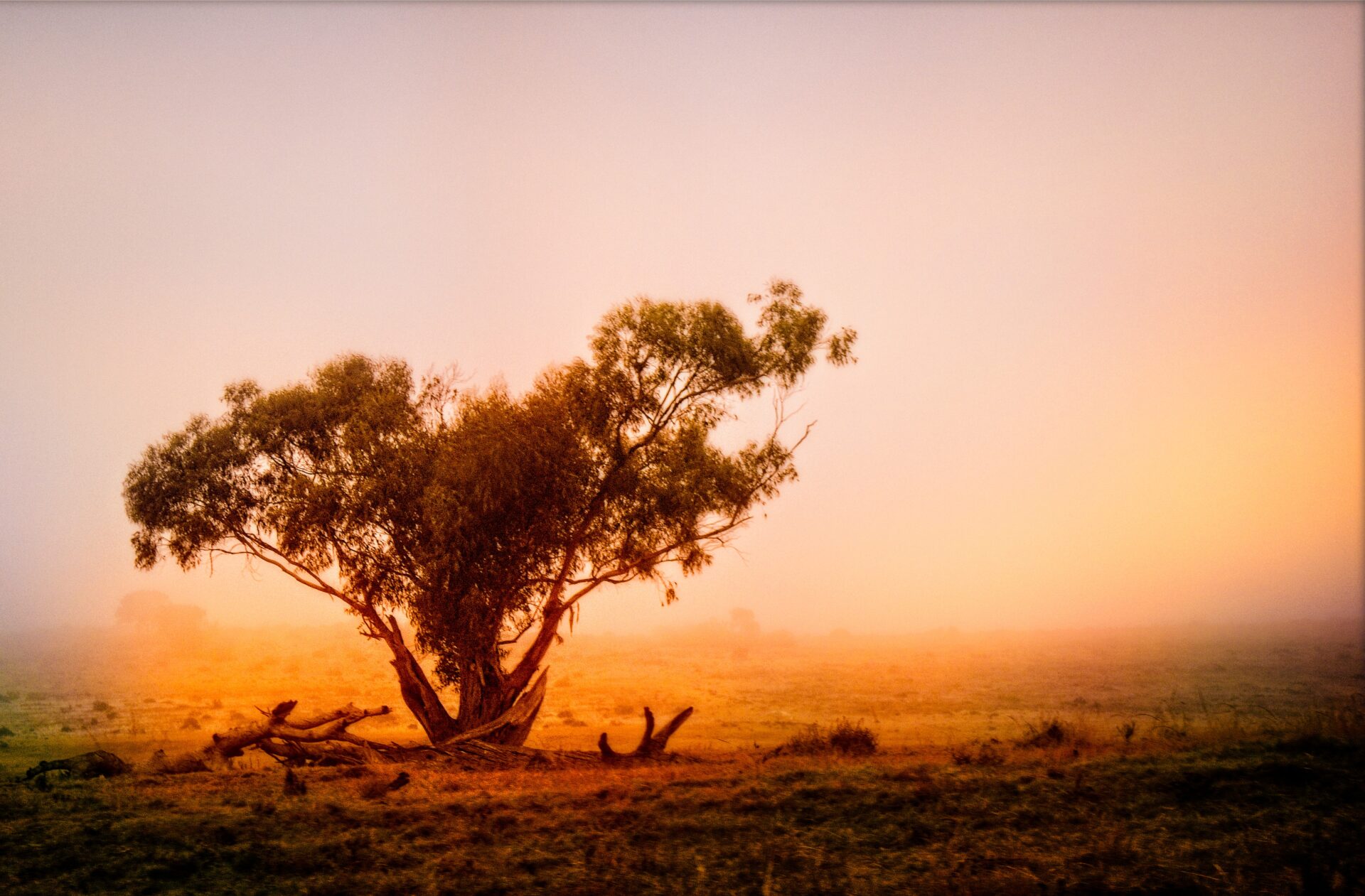 Dawn on the Plains