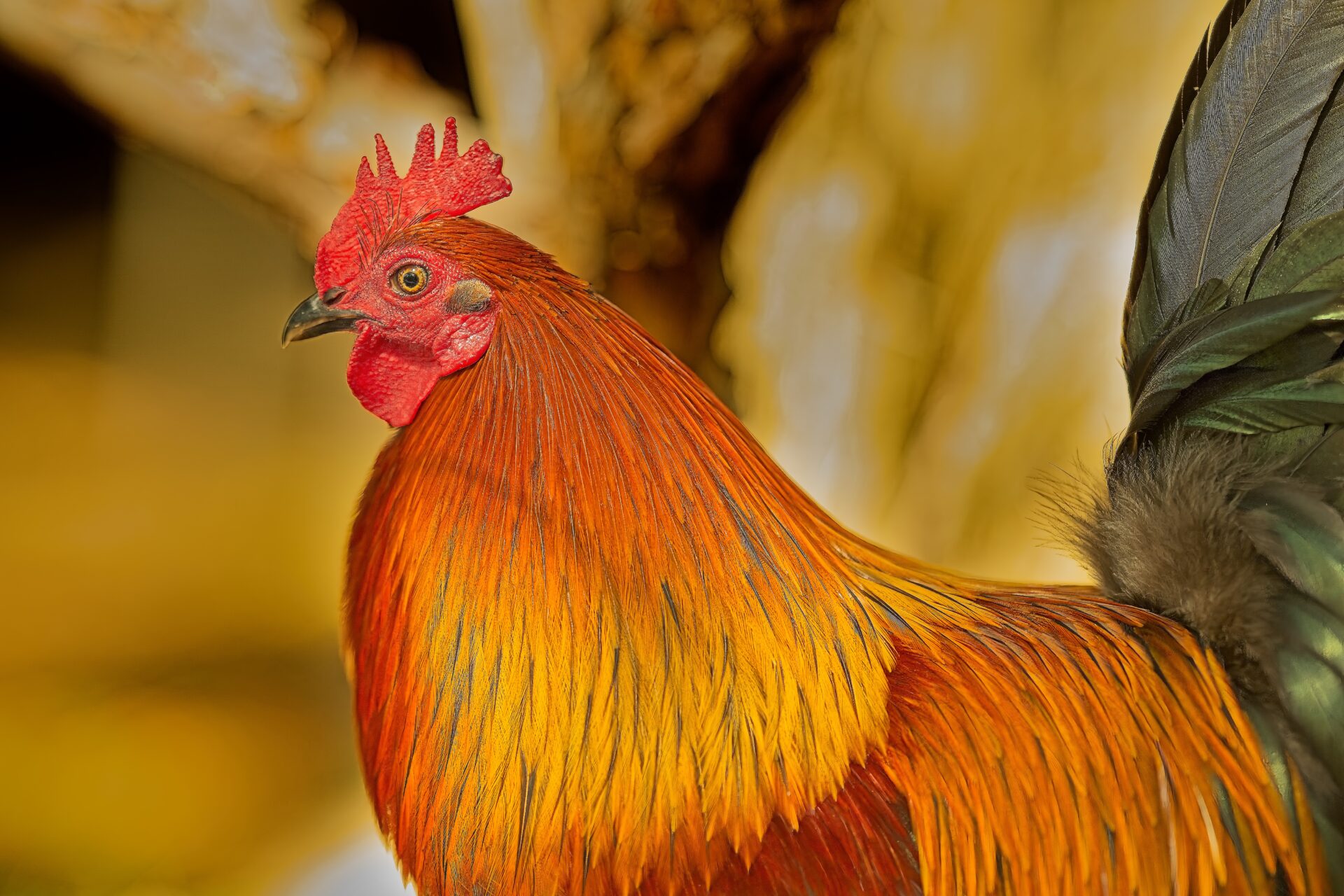 Oahu Rooster
