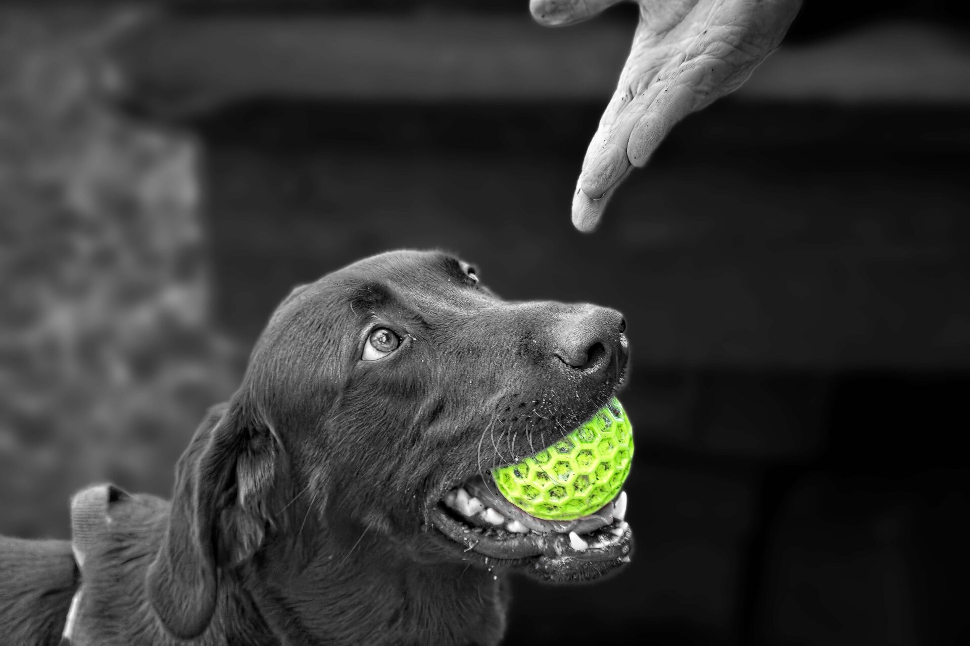 Oz and the Green Ball