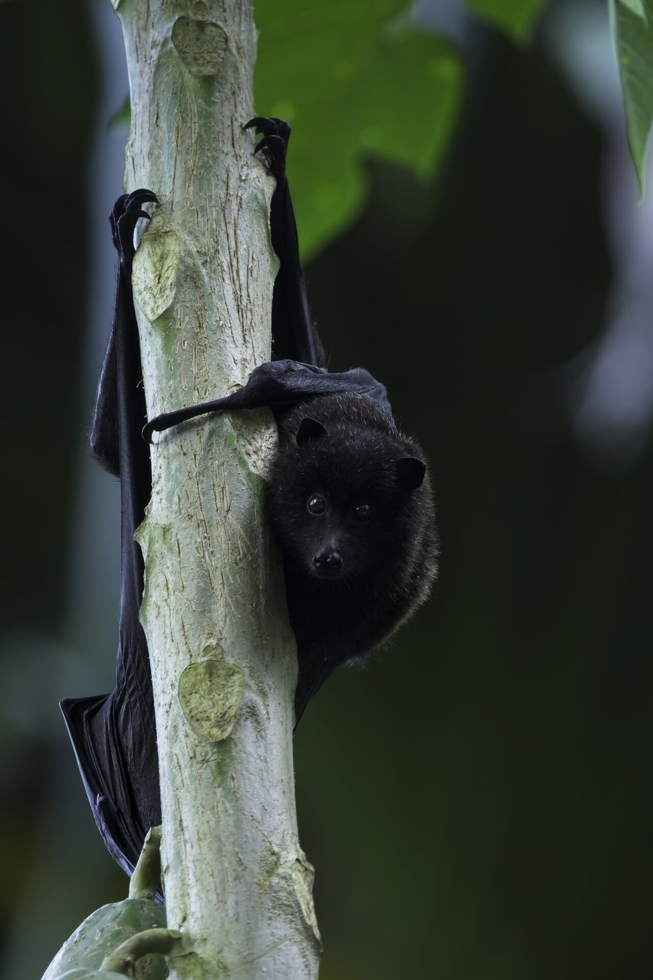 Flying Fox, aka Flying Teddy Bear