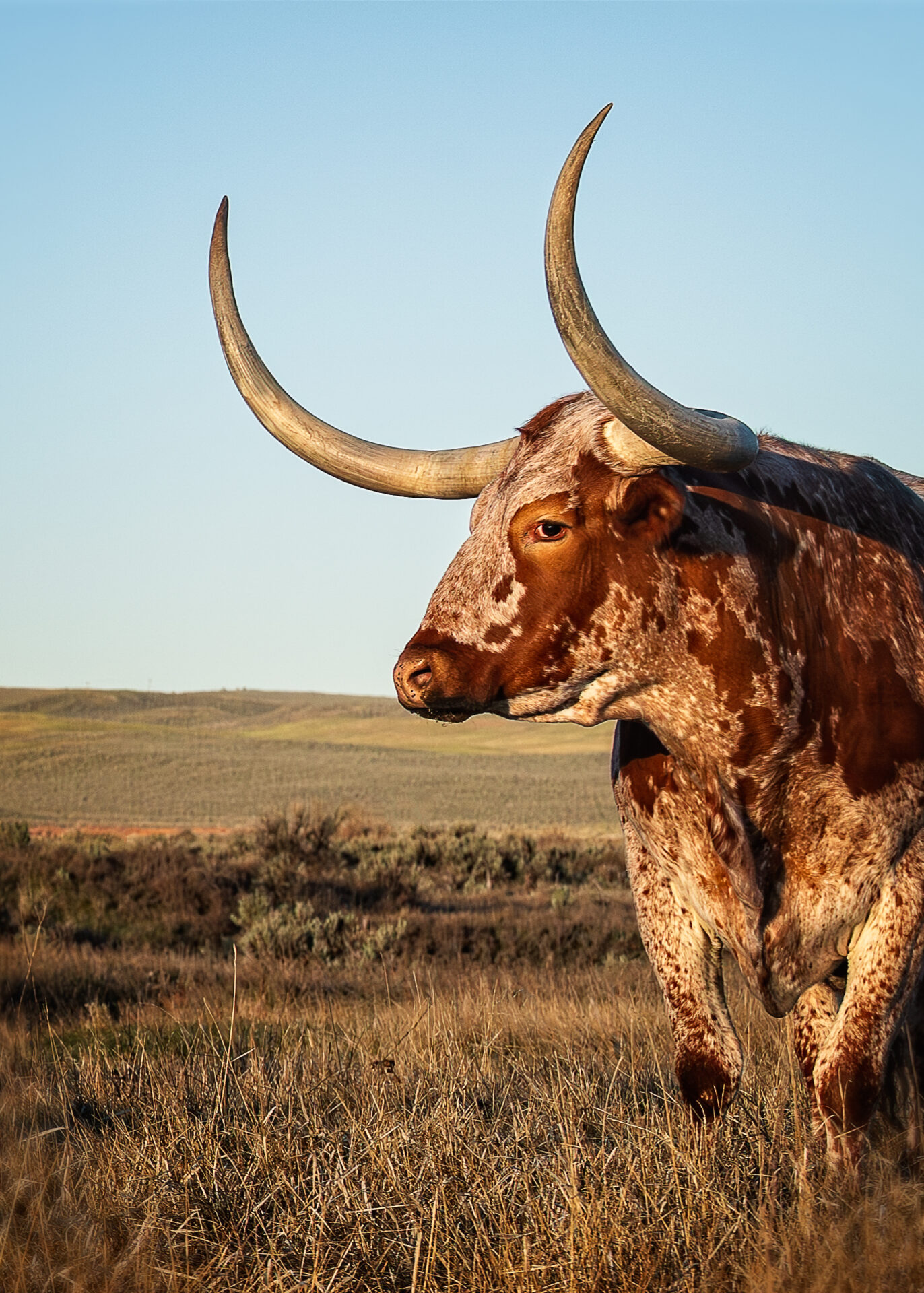 Longhorn