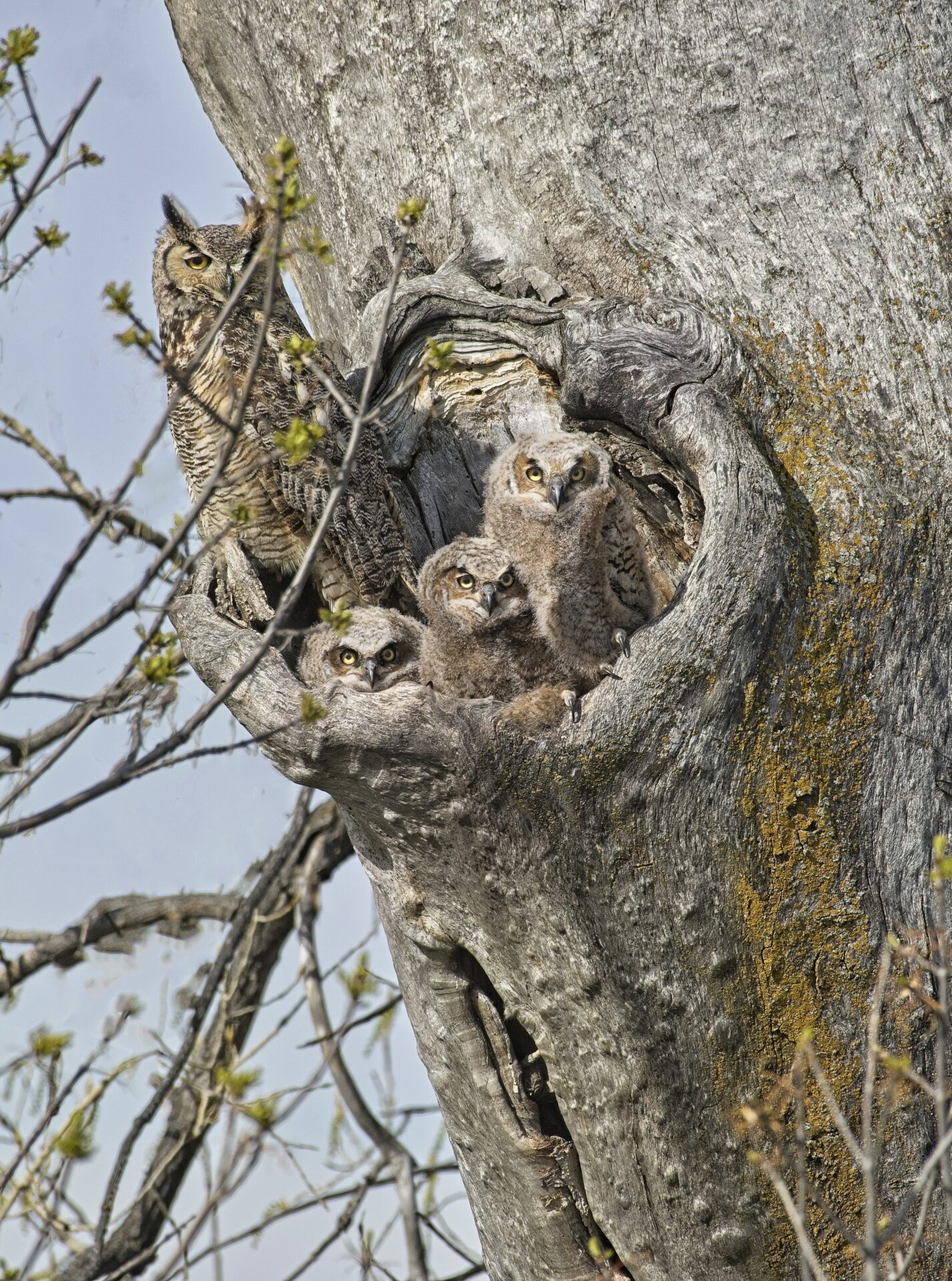 Great Horned Owl and Owlets