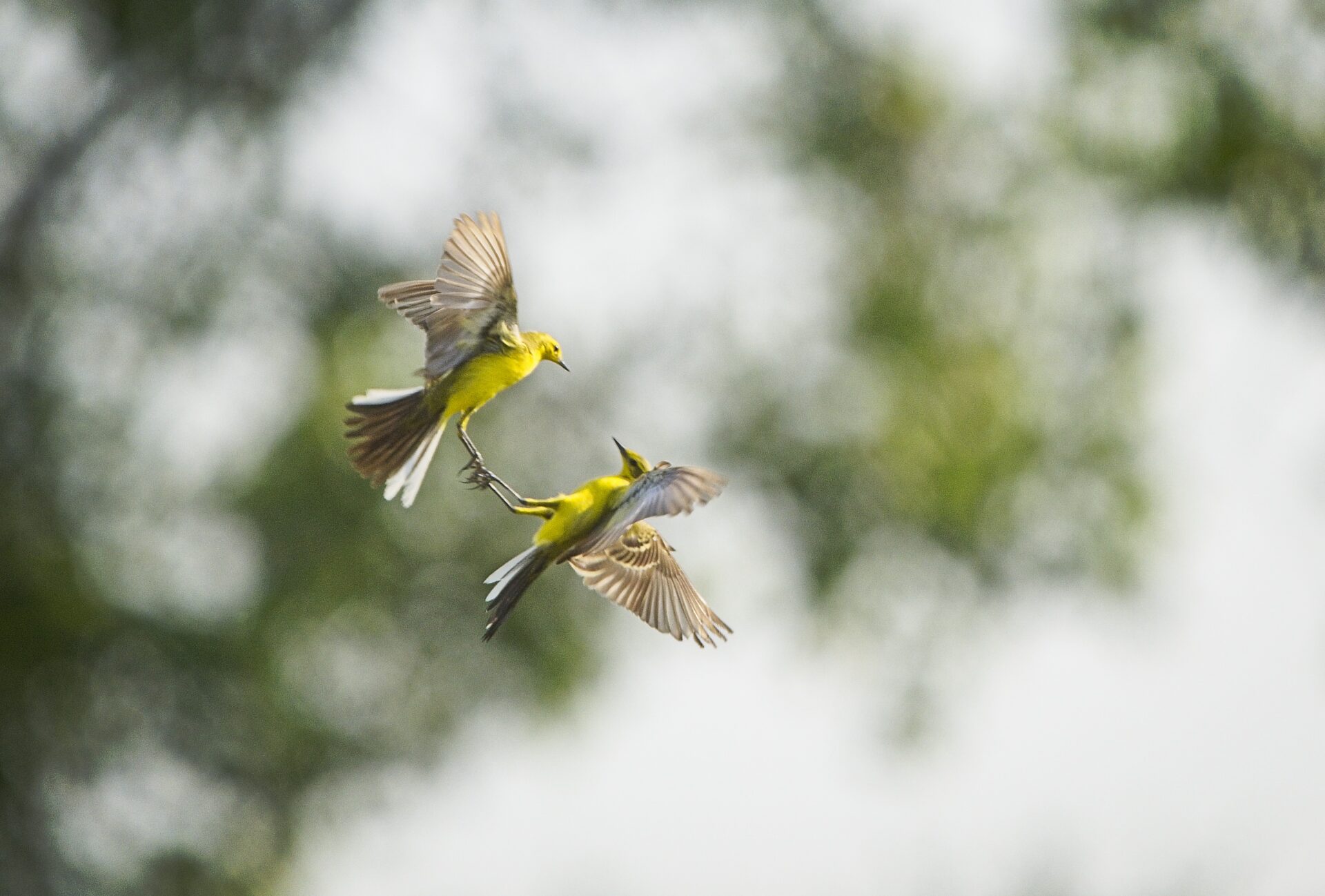 Dancing in the air
